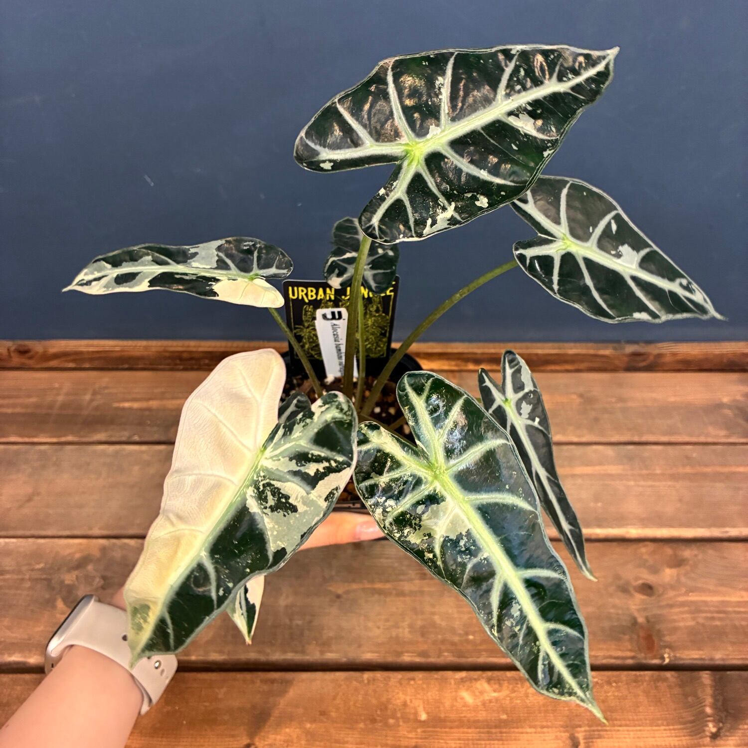 秋の植え替えフェア対象】【UJ】アロカシア バンビーノ 斑入り【132
