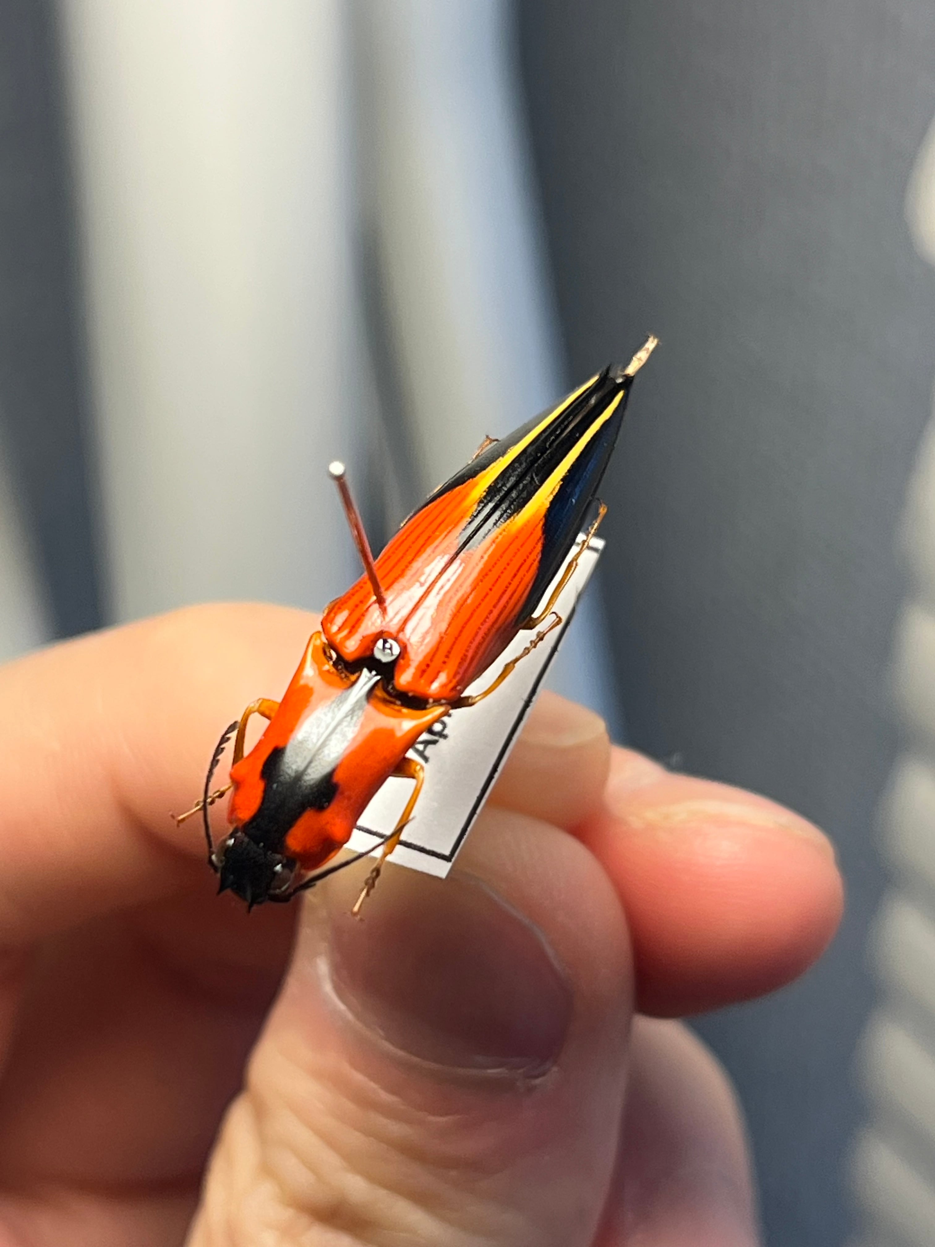 米搗虫 | オモニキチュウ