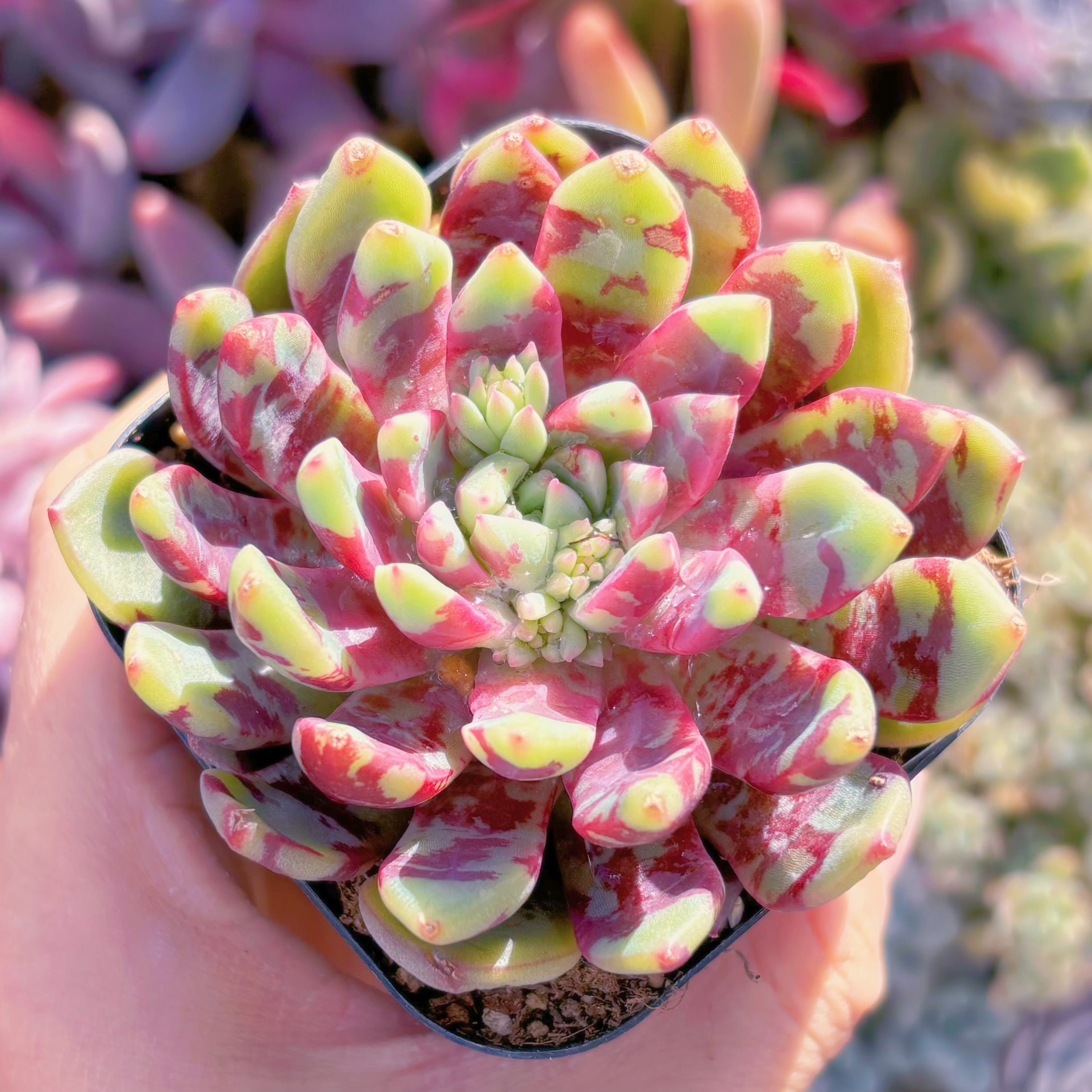 現品　ブラッドスワロー#872　るる農園