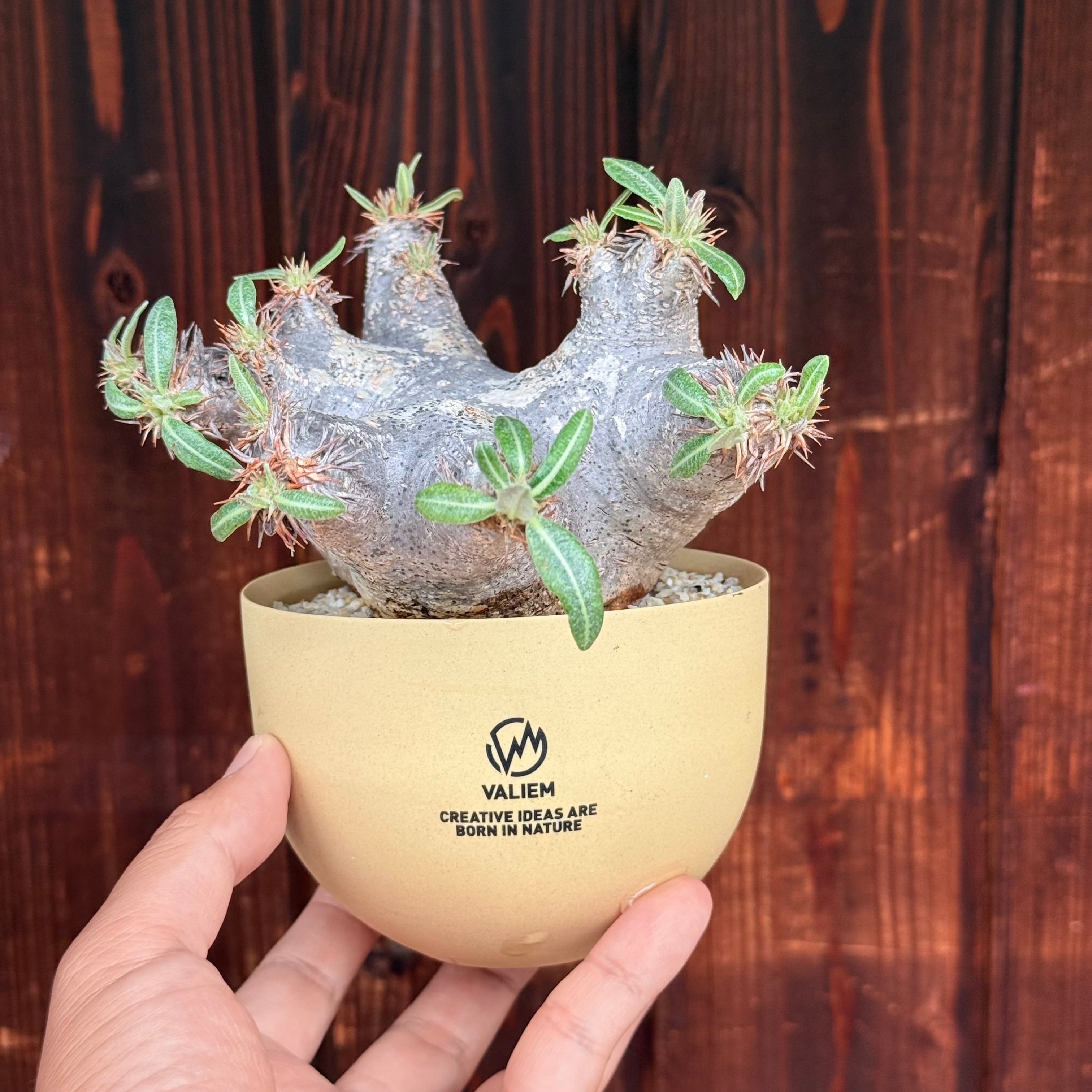 植物 | A-PLANTS