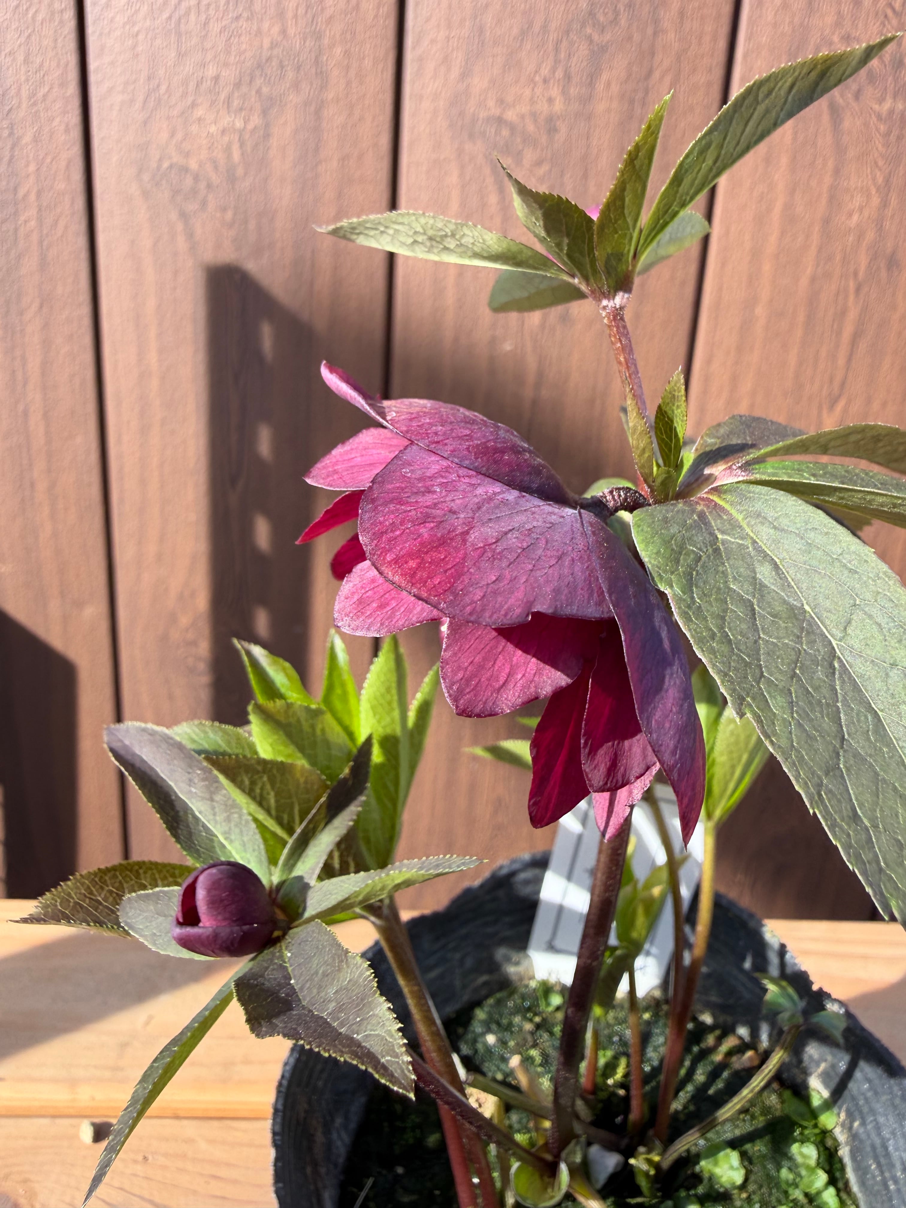 艶濃レッドdd 大和園 クリスマスローズ【Ya08】送料無料 | あしかが