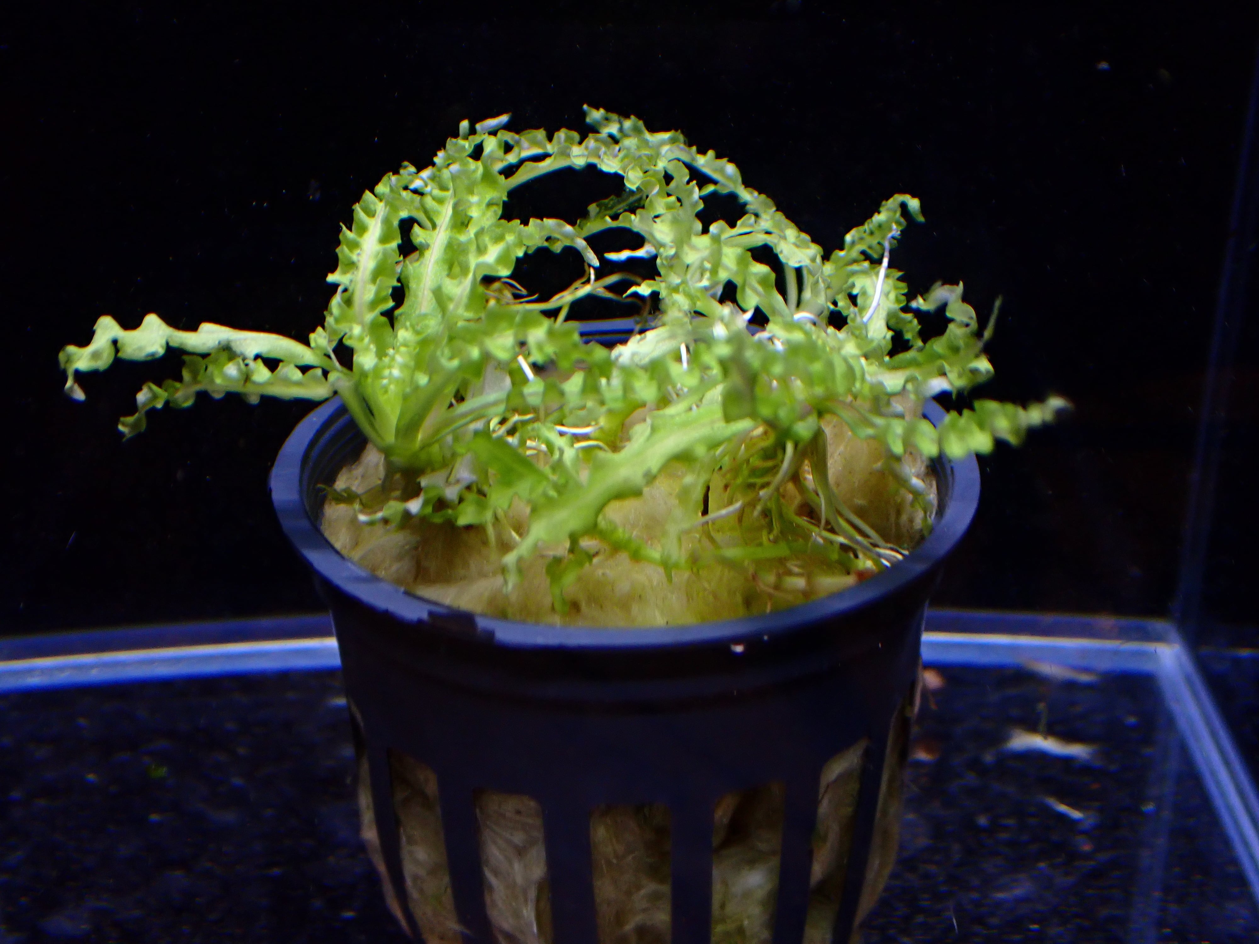 植物 | AQUA SHOP sprout