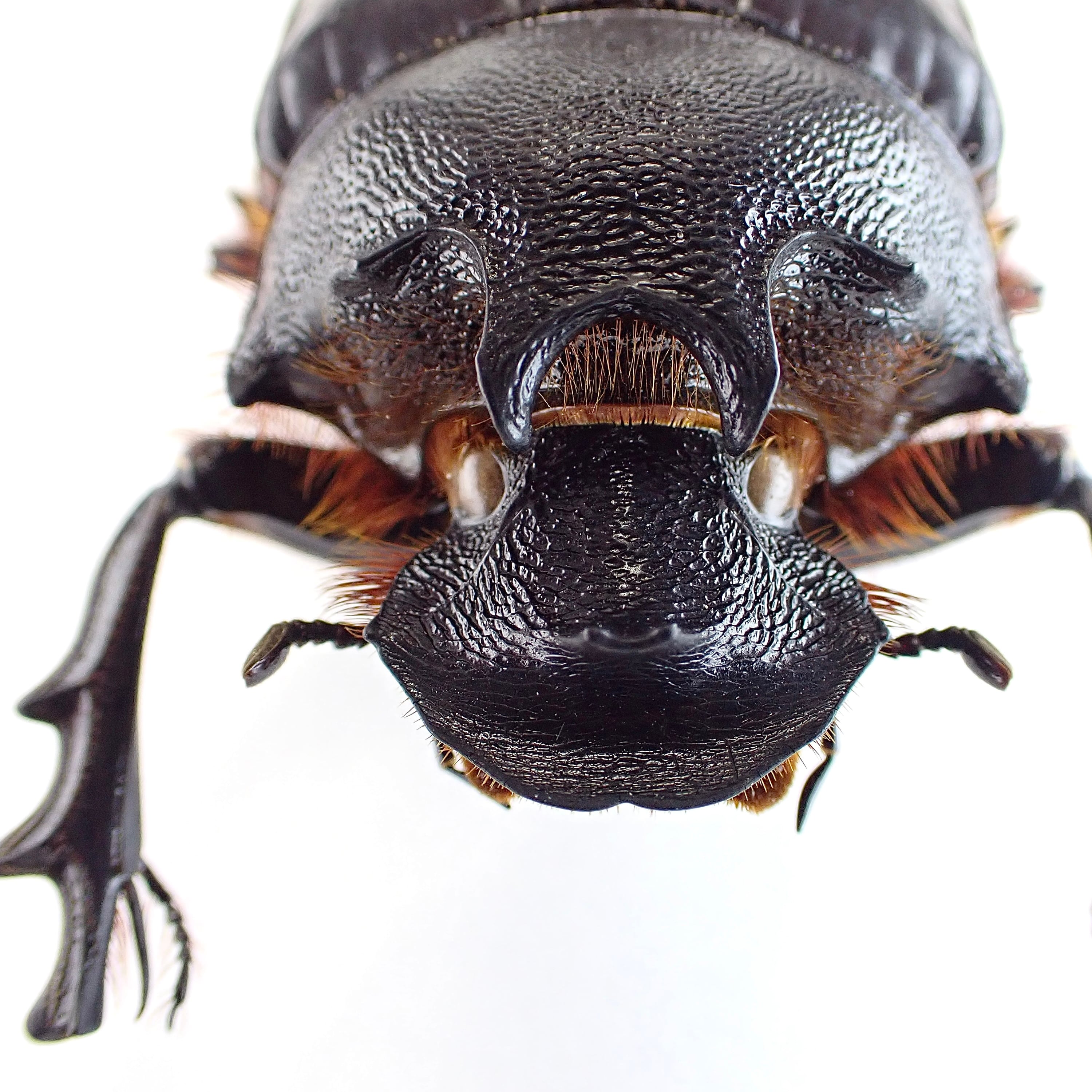 タンザニア産 Heliocopris letiranti ♂ 46mm | 昆虫標本 Diggers