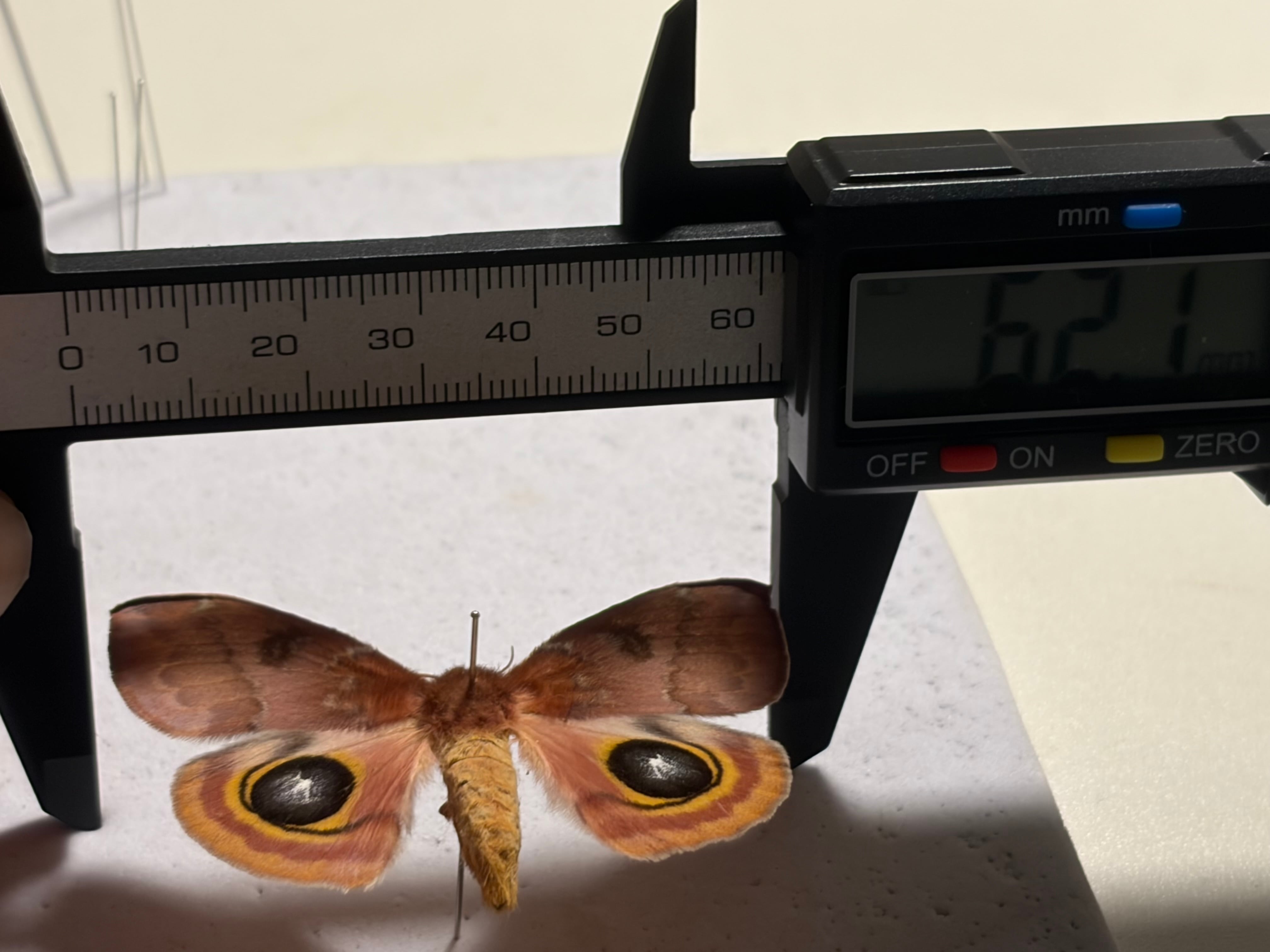 イオメダマヤママユ 標本 Automeris io ヤママユガ 外国産蛾標本