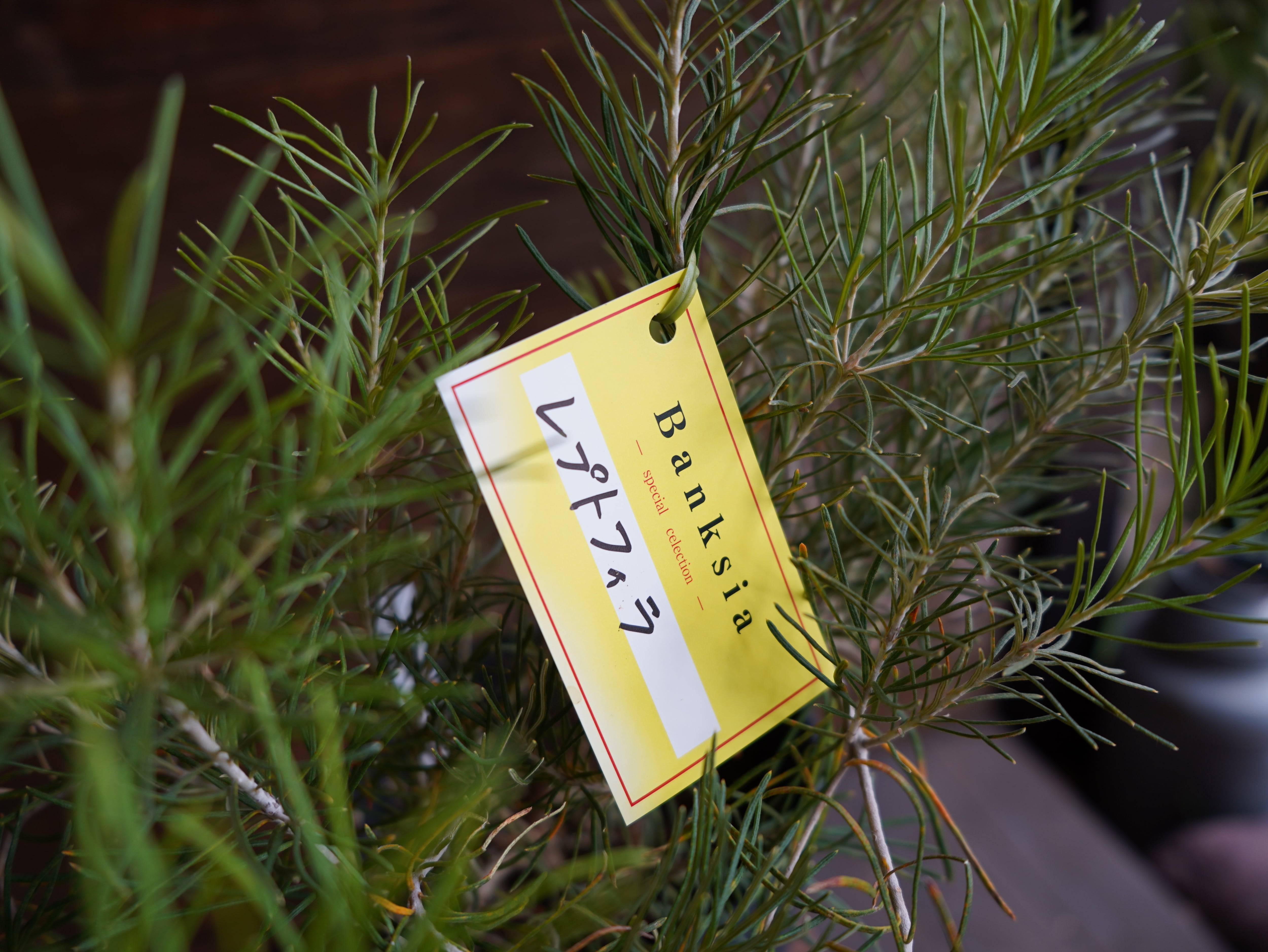 【現物】バンクシア　”レプトフィラ”　B