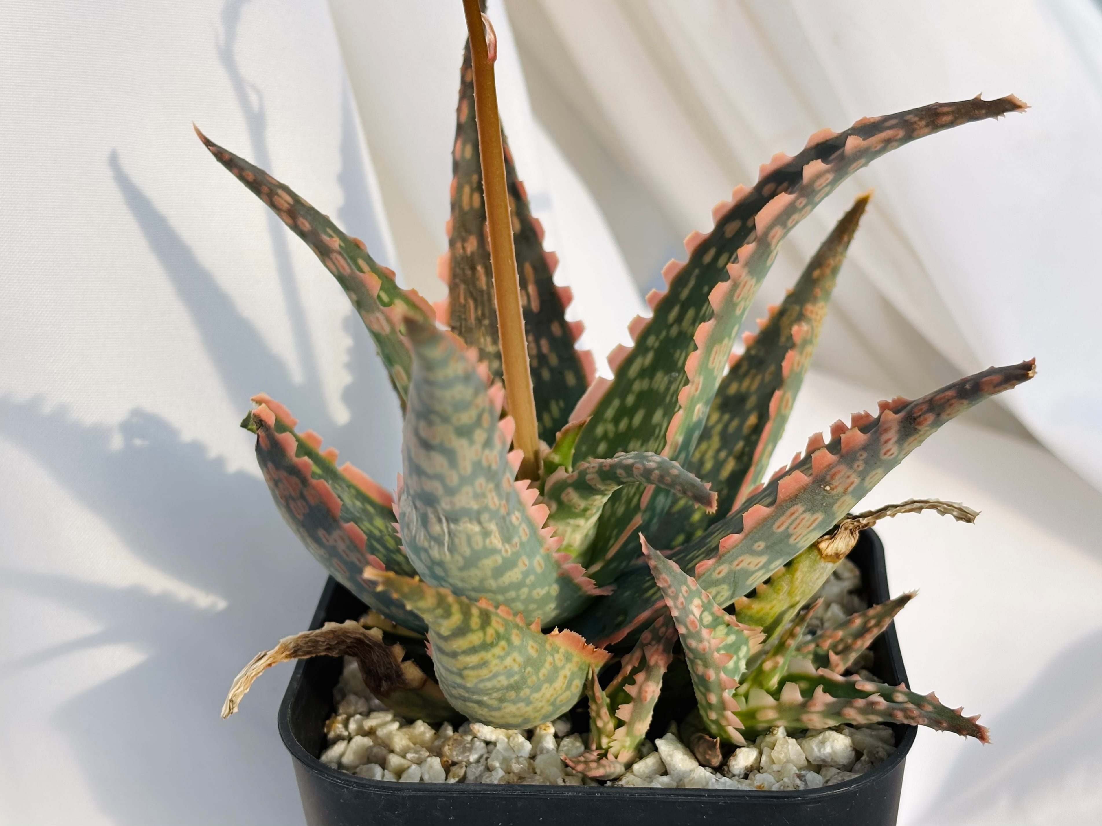 Aloe hybrid アロエ ハイブリッド 多肉植物 | plants MARU ーサボテン