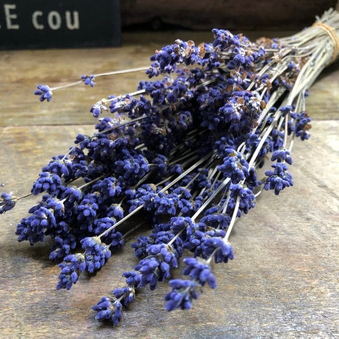 トータム フィロデンドロン 細葉 切れ込み 観葉植物 | 植物の店ベリー