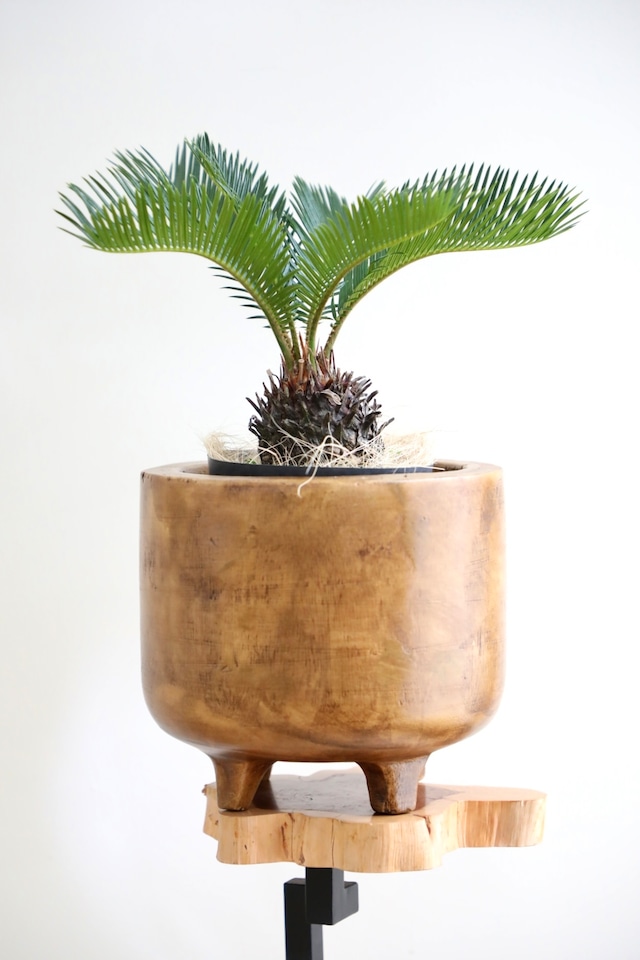 【M】ソテツ(蘇鉄)/Japanese sago palm ※ウッド鉢カバー付き