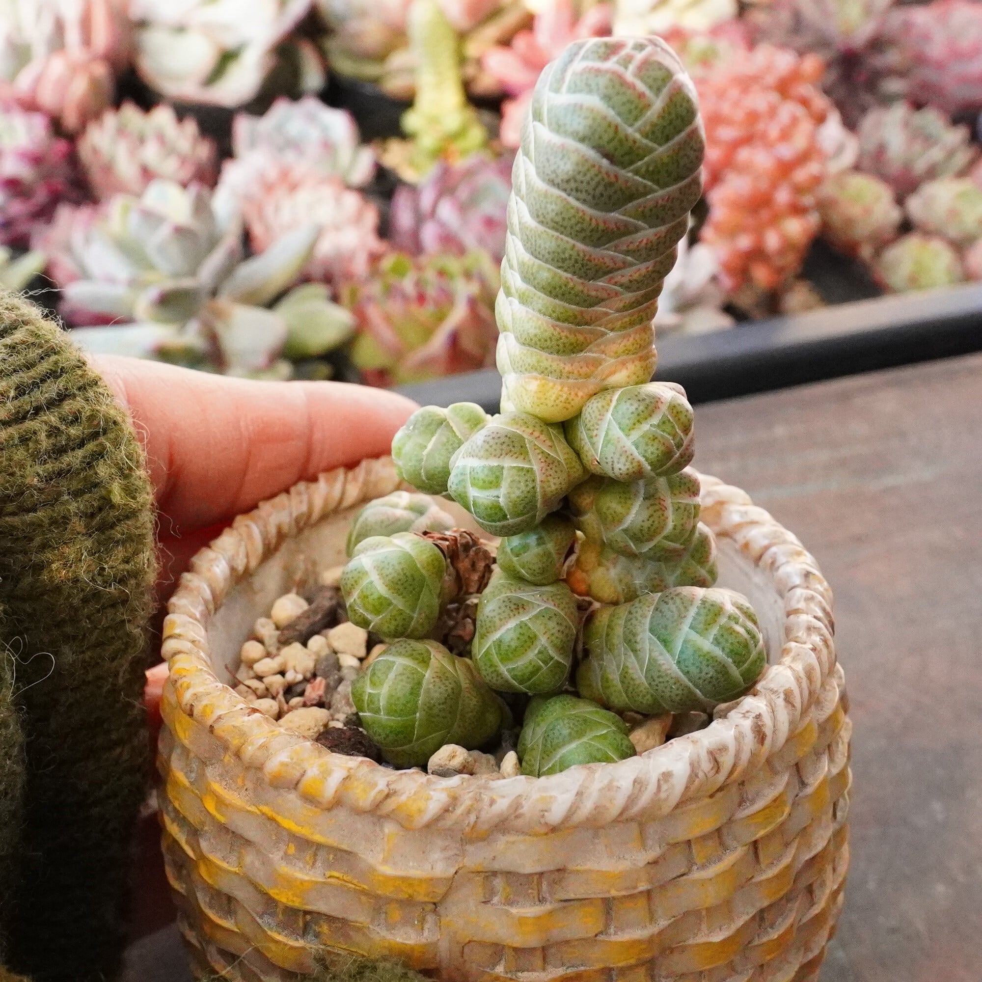 多肉植物　韓国苗　札落ち　発根済み 札落ちエケベリア カット苗7苗セット 多肉植物 韓国苗 - メルカリ