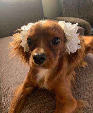 ツインテールシュシュ Sサイズ