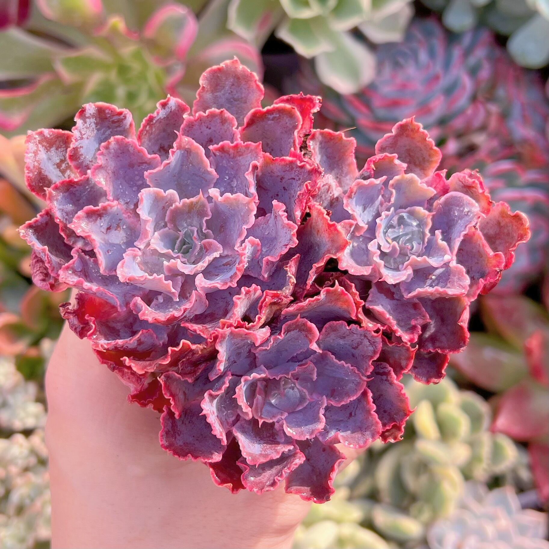 現品　シャビアナ#708　るる農園