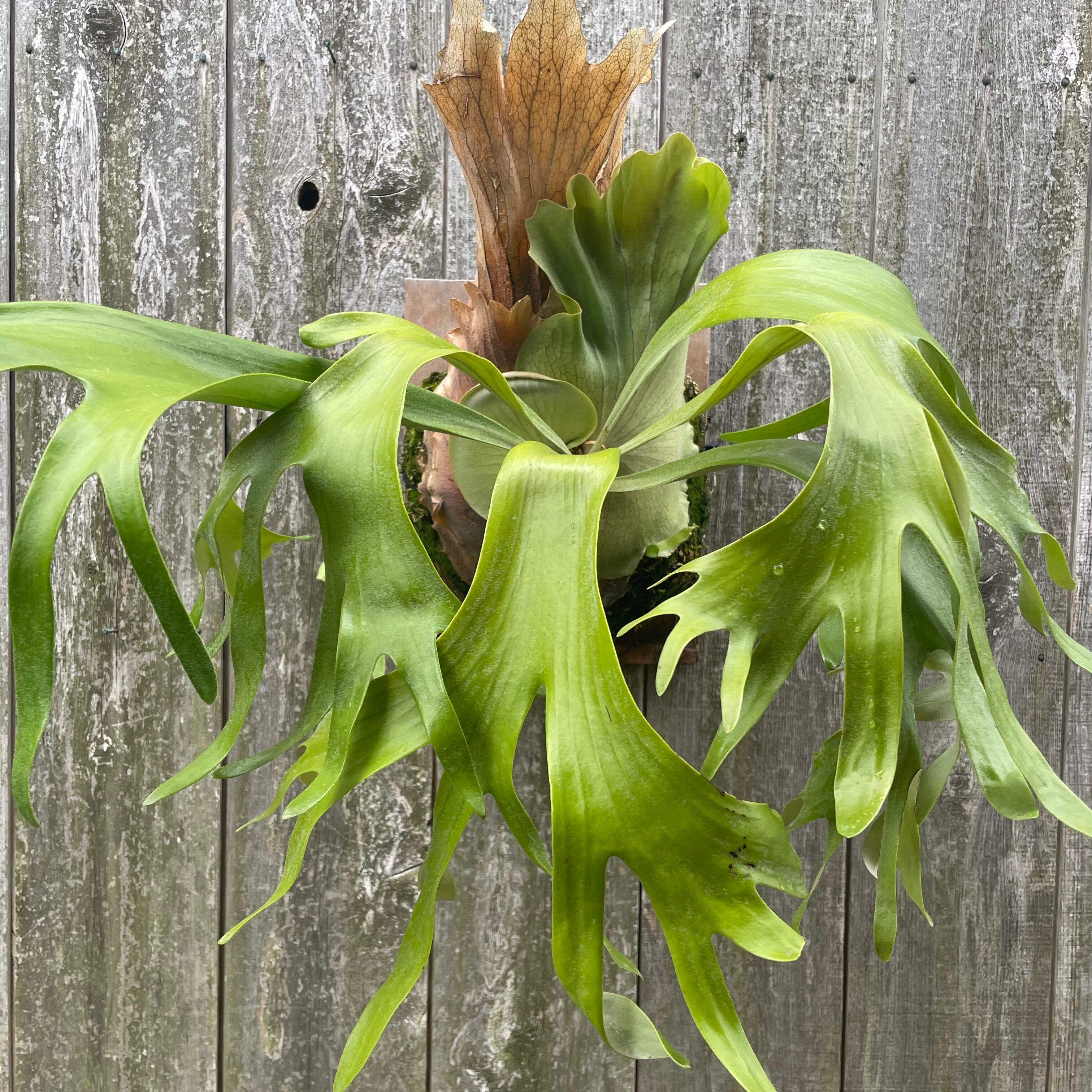 P.Hillii Aor Chao 親株 【公式通販】