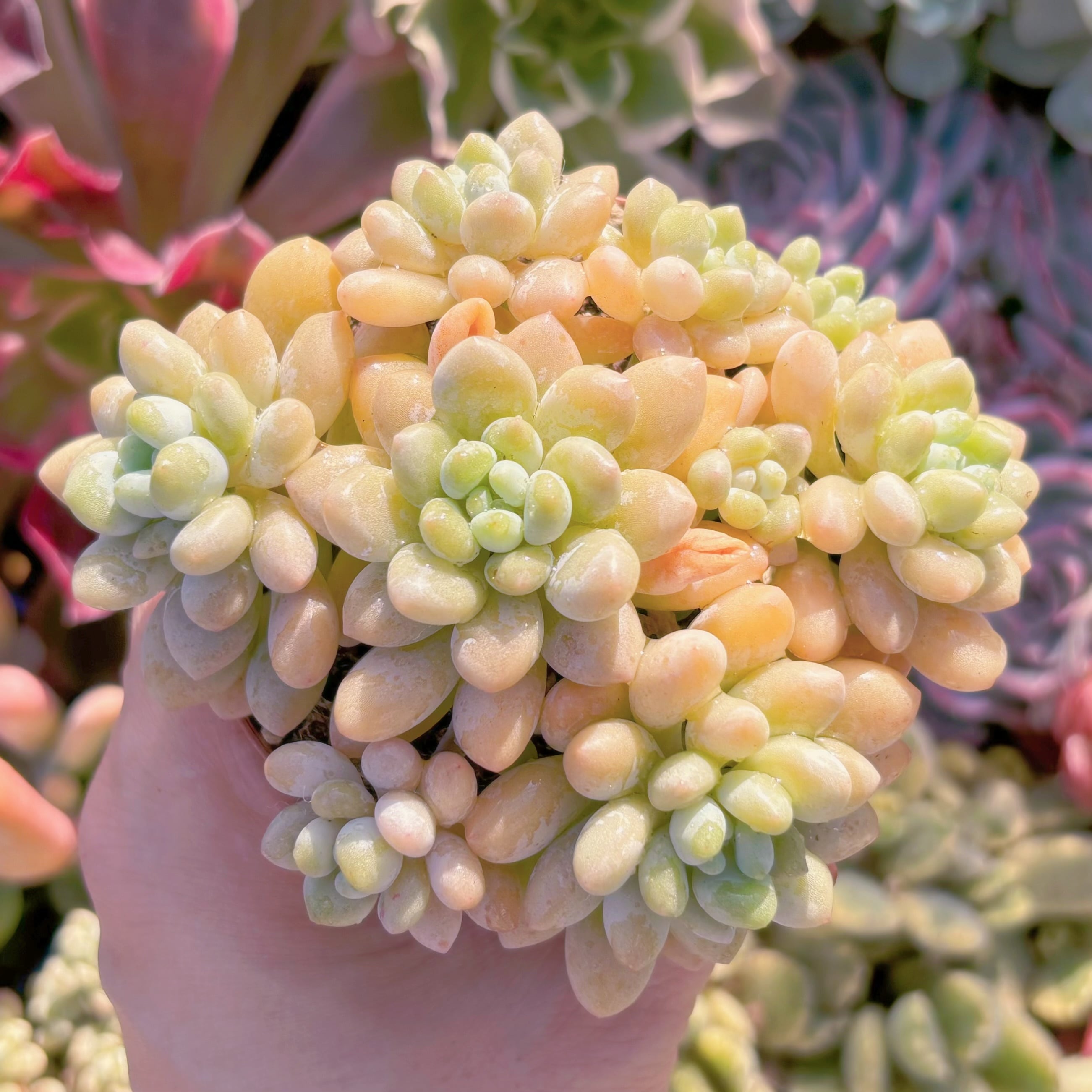 多肉植物　Daphne　群生　新入荷　るる農園