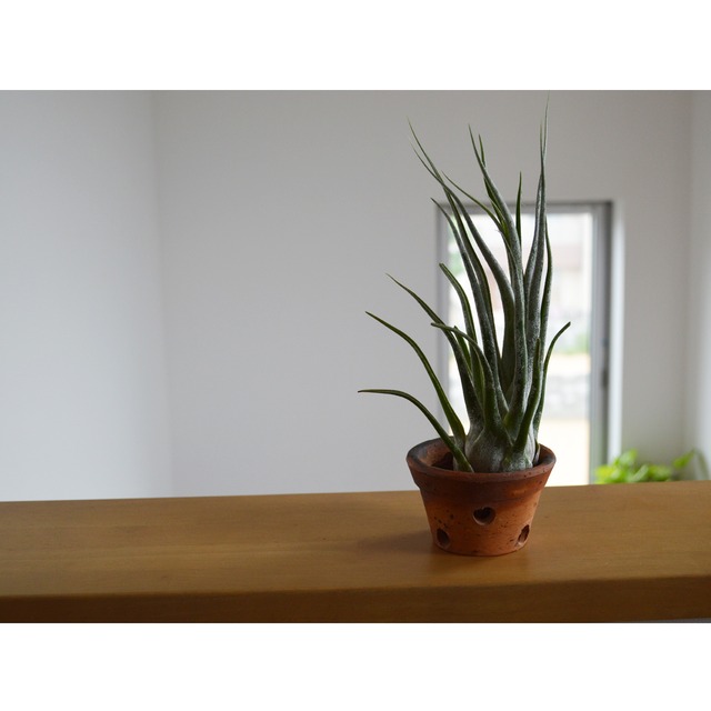 エアープランツ セレリアナ ハイブリッド sサイズ ティランジア No 038 プランツ グラフィカ エアープランツ 植物となにか エアープランツ セレリアナ ハイブリッド sサイズ ティランジア No 038 プランツ グラフィカ エアープランツ 植物となにか