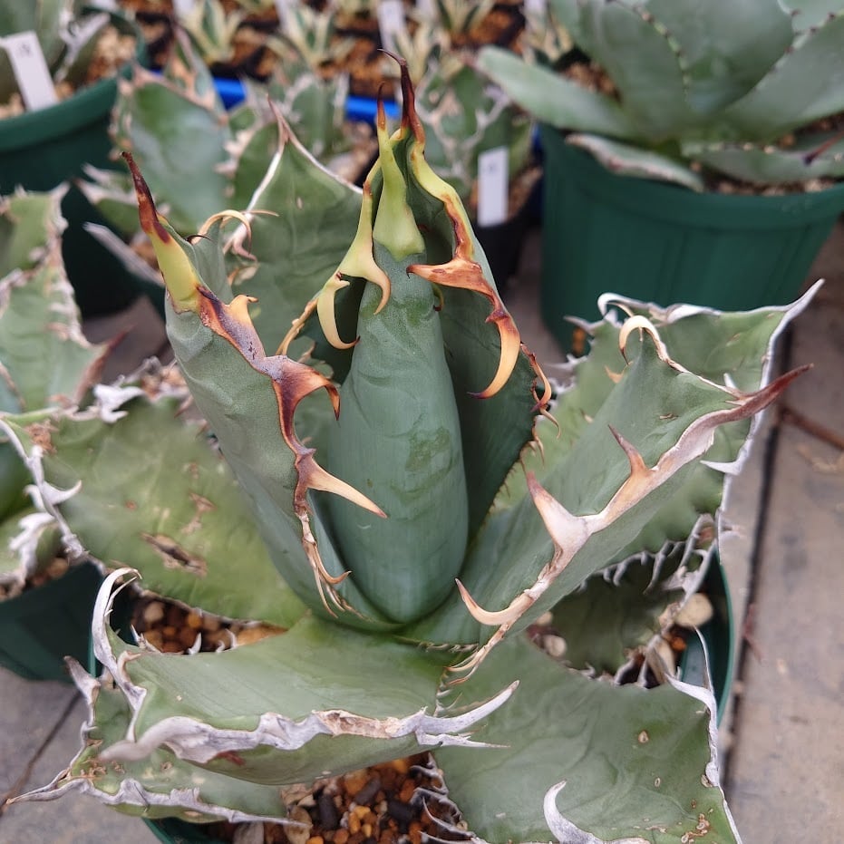 アガベ チタノタ オアハカ Agave titanota Oaxaca 19 | 多肉植物