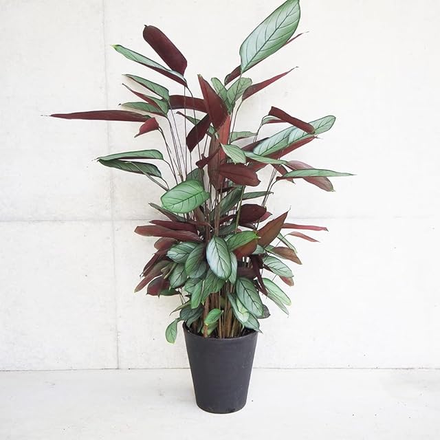 多肉植物 センペルビウム モアハニーブルーホリズン | PAY ID