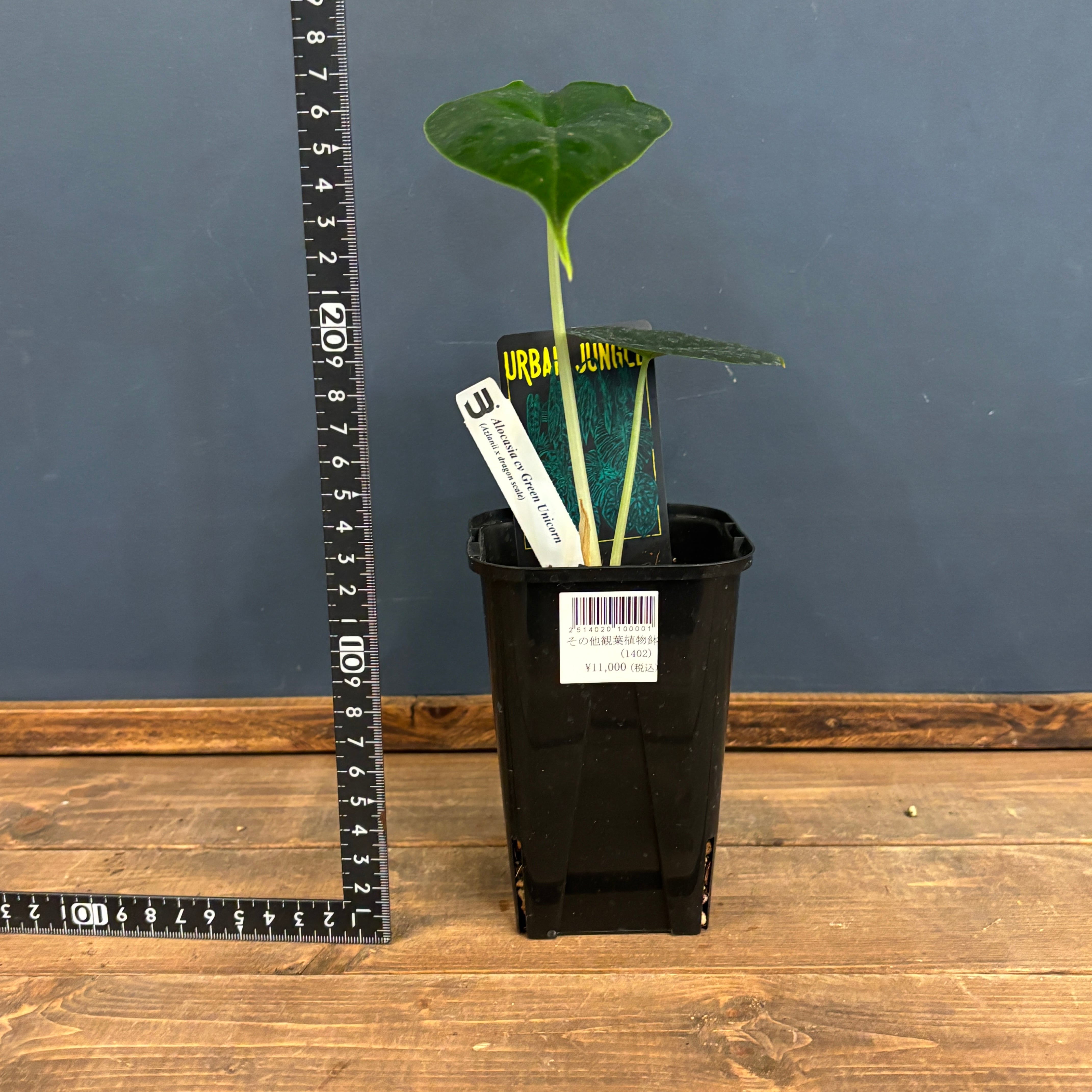 アロカシア グリーンユニコーン② アロカシア グリーンユニコーン【839】 | PROTOLEAF プロトリーフ