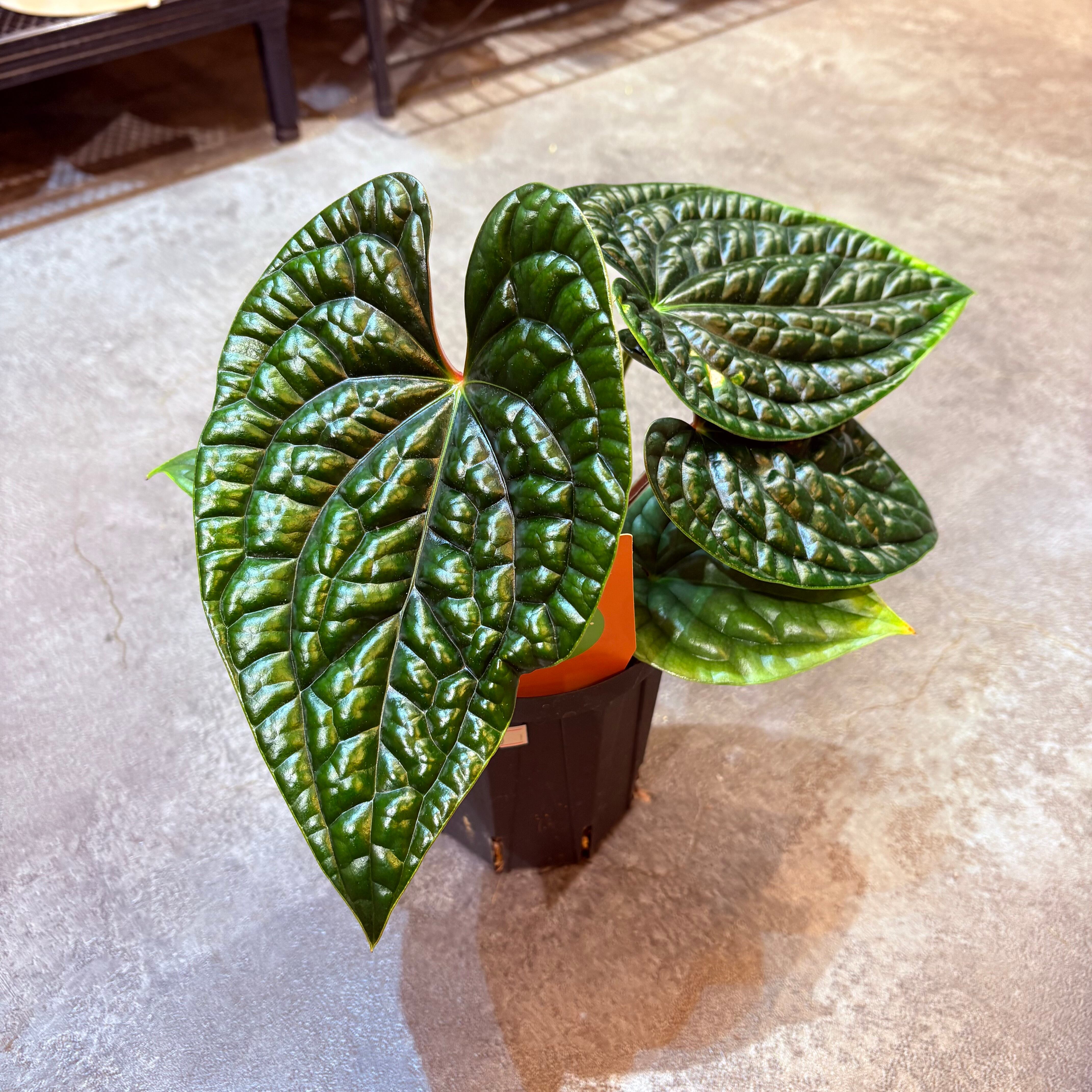 アンスリウム ルクスリアンス 4号 B | Green Vibes 宇都宮市の観葉植物