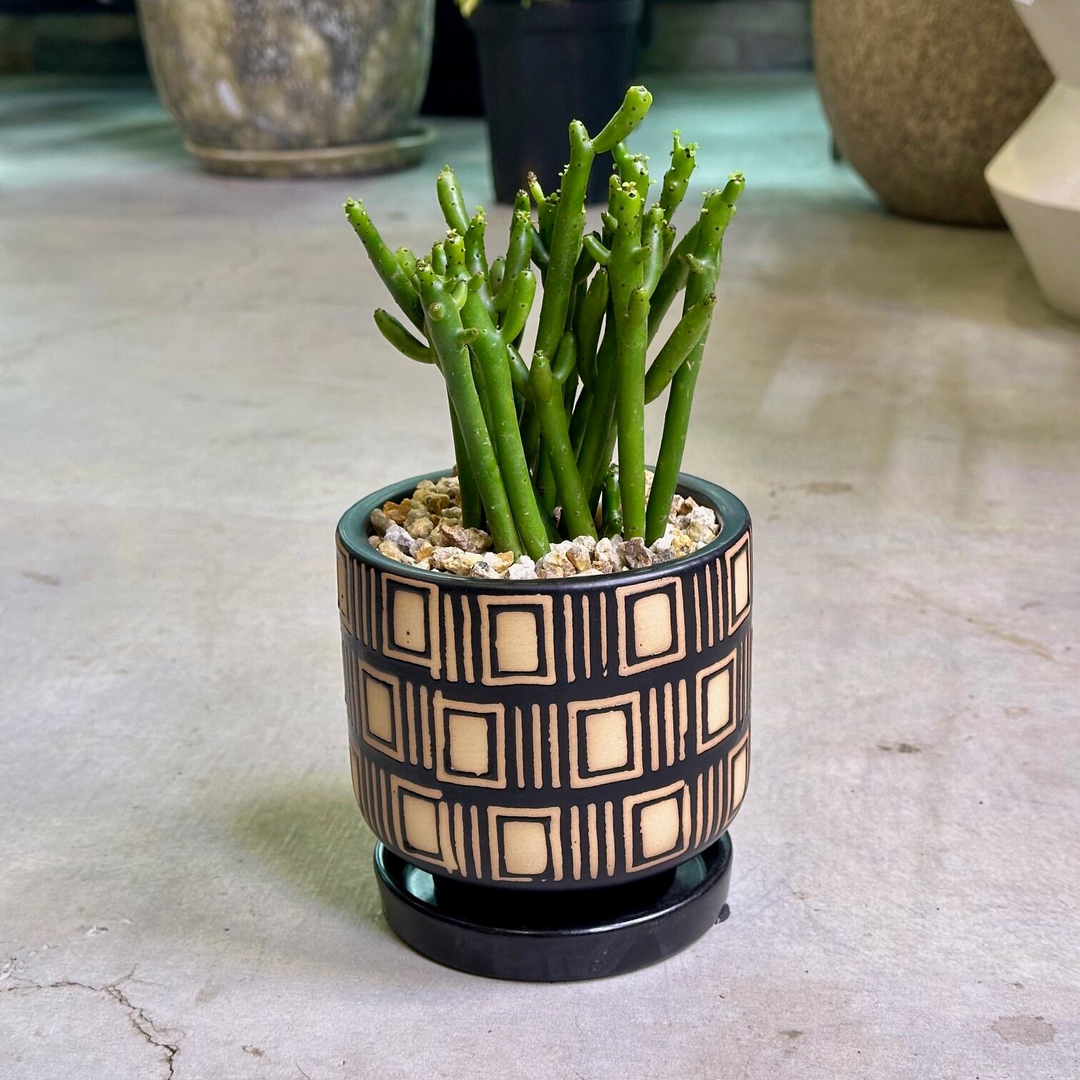 ユーフォルビア・セドロルム | barrelplants_BONSAI