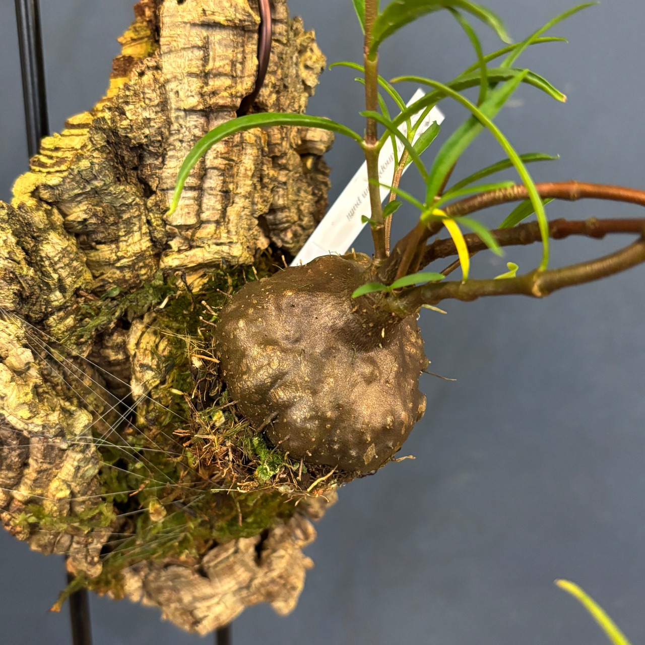 Hydnophytum puffii【367】