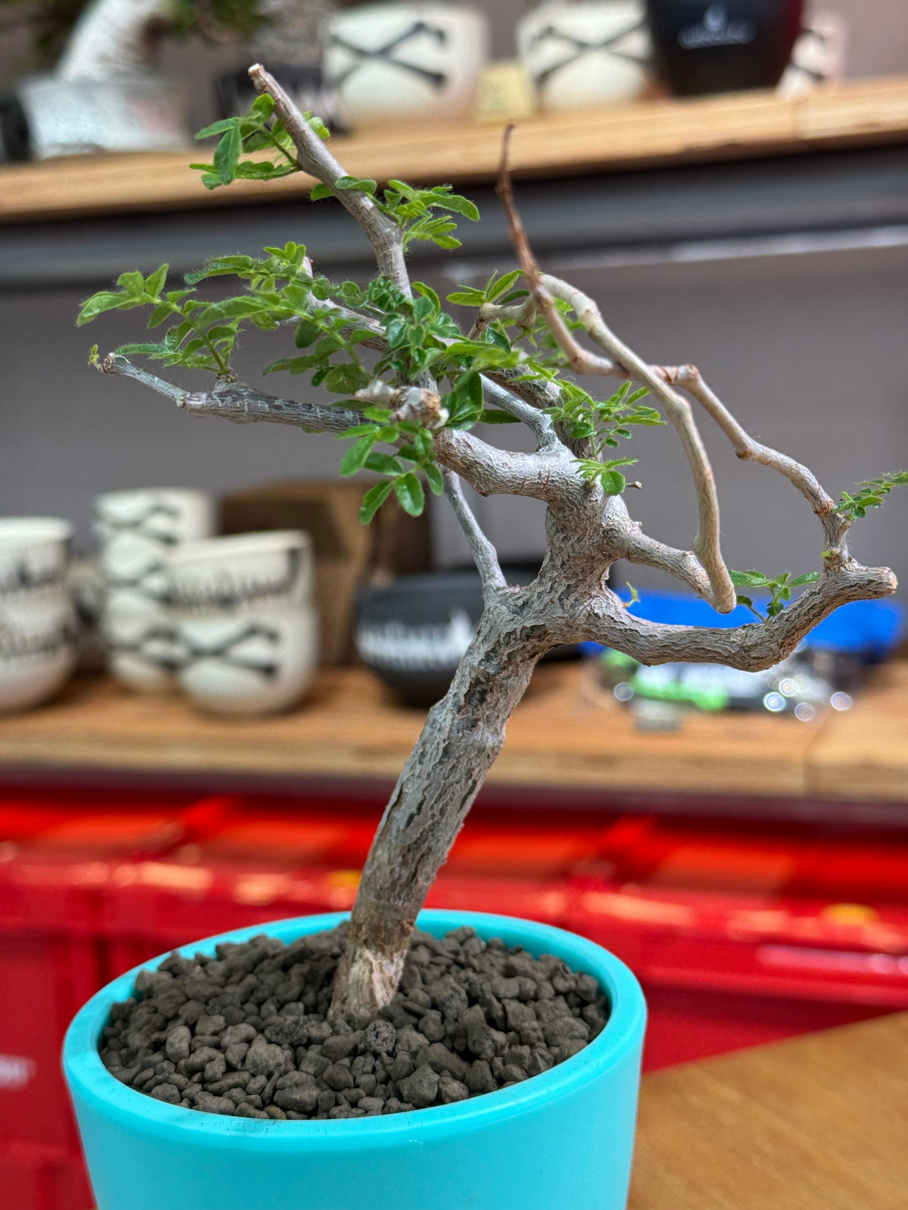 新着】Commiphora monstrosa【実生苗の小さい時から作り込める盆栽塊根