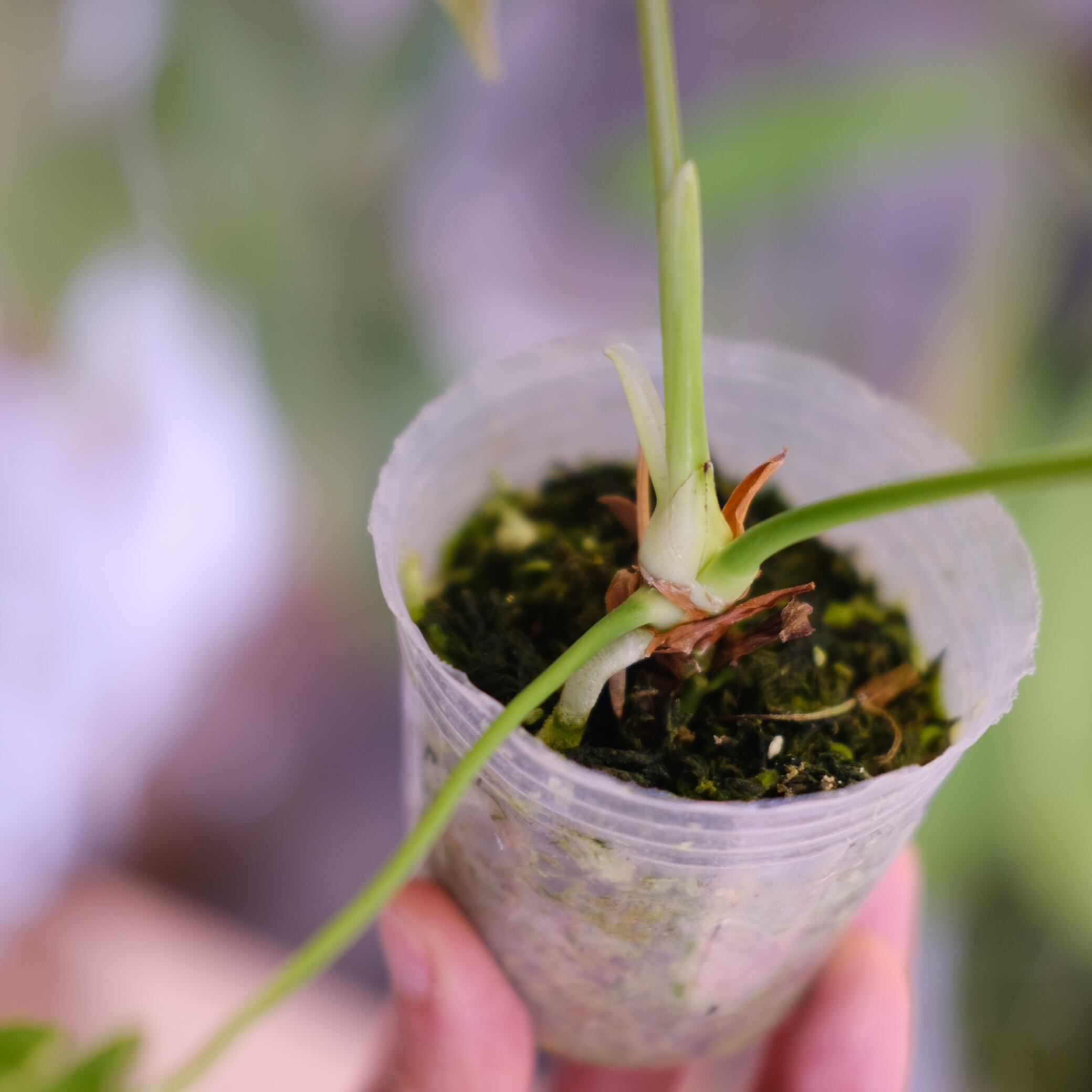 アンスリウム・ベイチー　④ Anthurium 観葉植物 Secret Bazaar | _ 『 アンスリウム・ベイチー 』 Anthurium veitchii