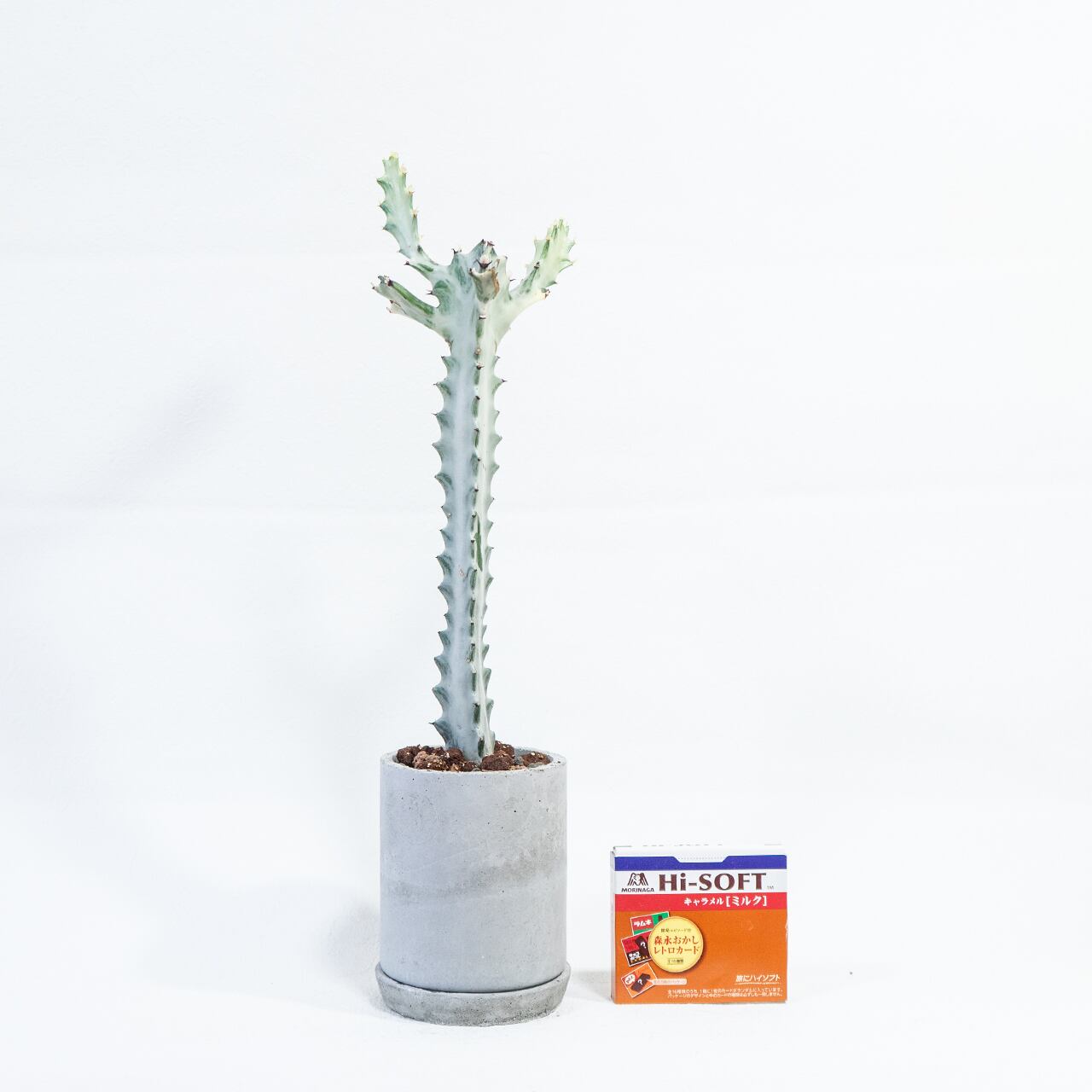 ホワイトゴースト 白肌の幹が幻想的 ザラっと質感のモルタル鉢で引き立つ個性派植物