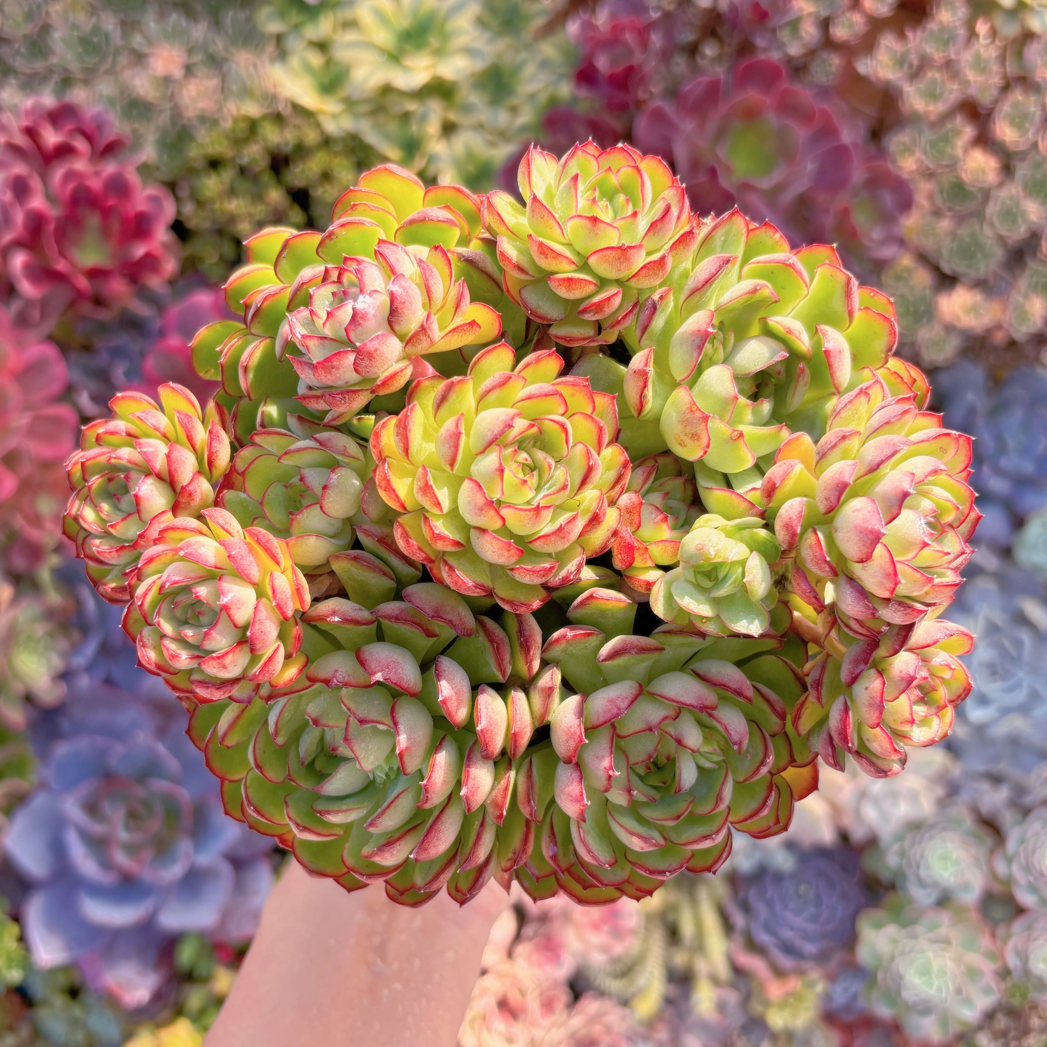 多肉植物　さくらんぼ　特大群生　在庫僅少　新入荷　るる農園