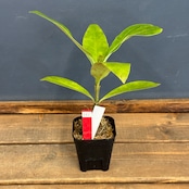 【クリアランス】アントルリザ bracteosa【681】