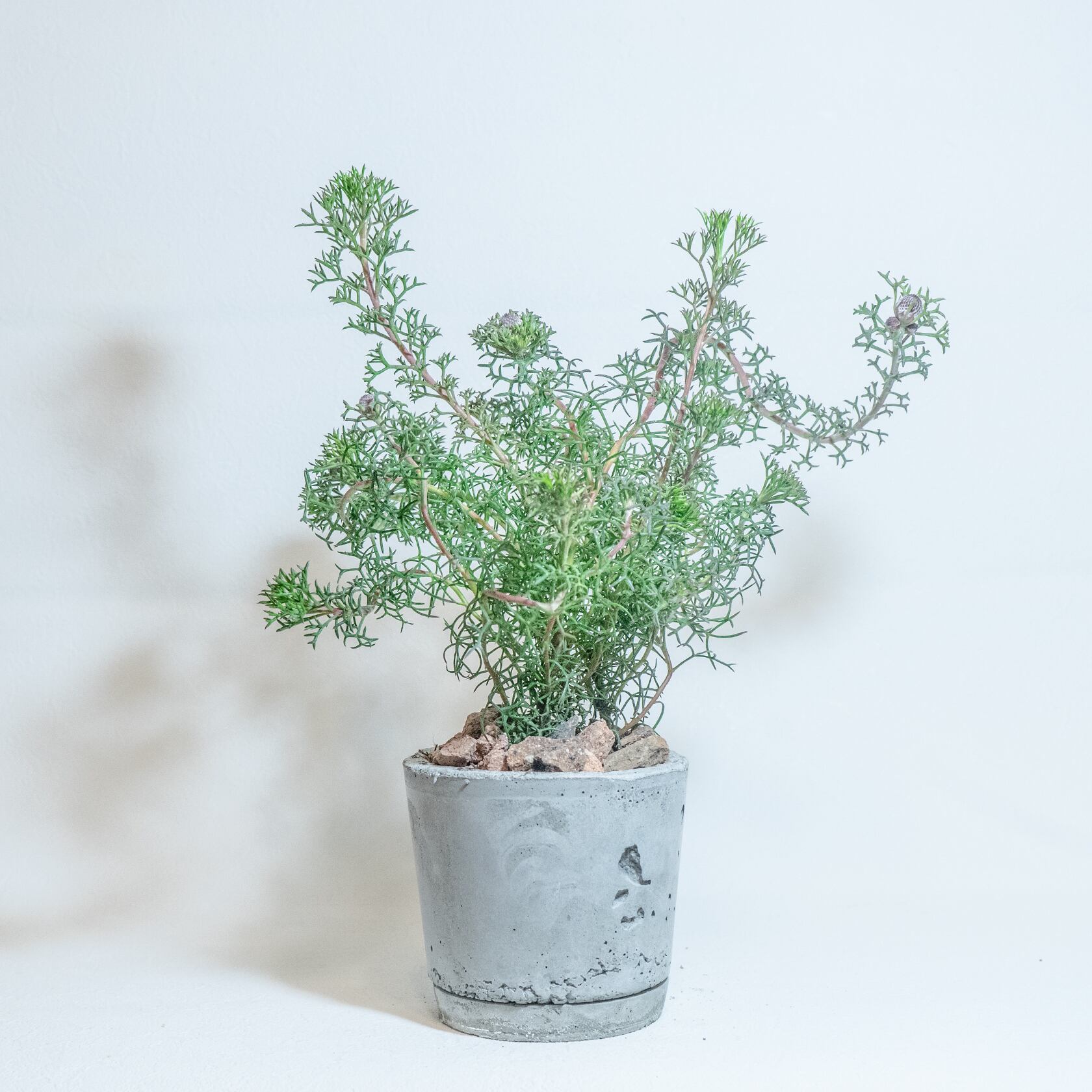 \送料無料/≪ 観葉植物 ≫お庭やベランダで育てるローズコーンの鉢植え|無機質でどんな場所とも相性のいい手作りモルタル鉢