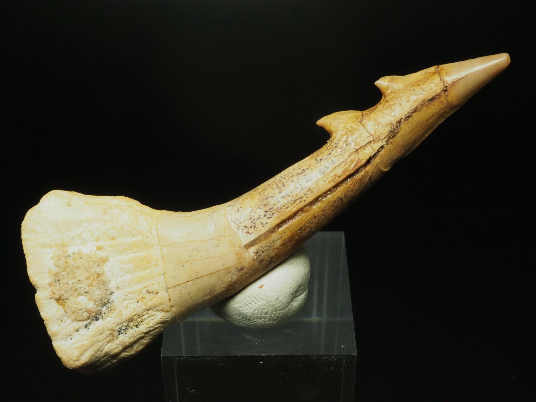 超激レア2本棘！ノコギリエイの歯【81mm】【Onchopristis dunklei