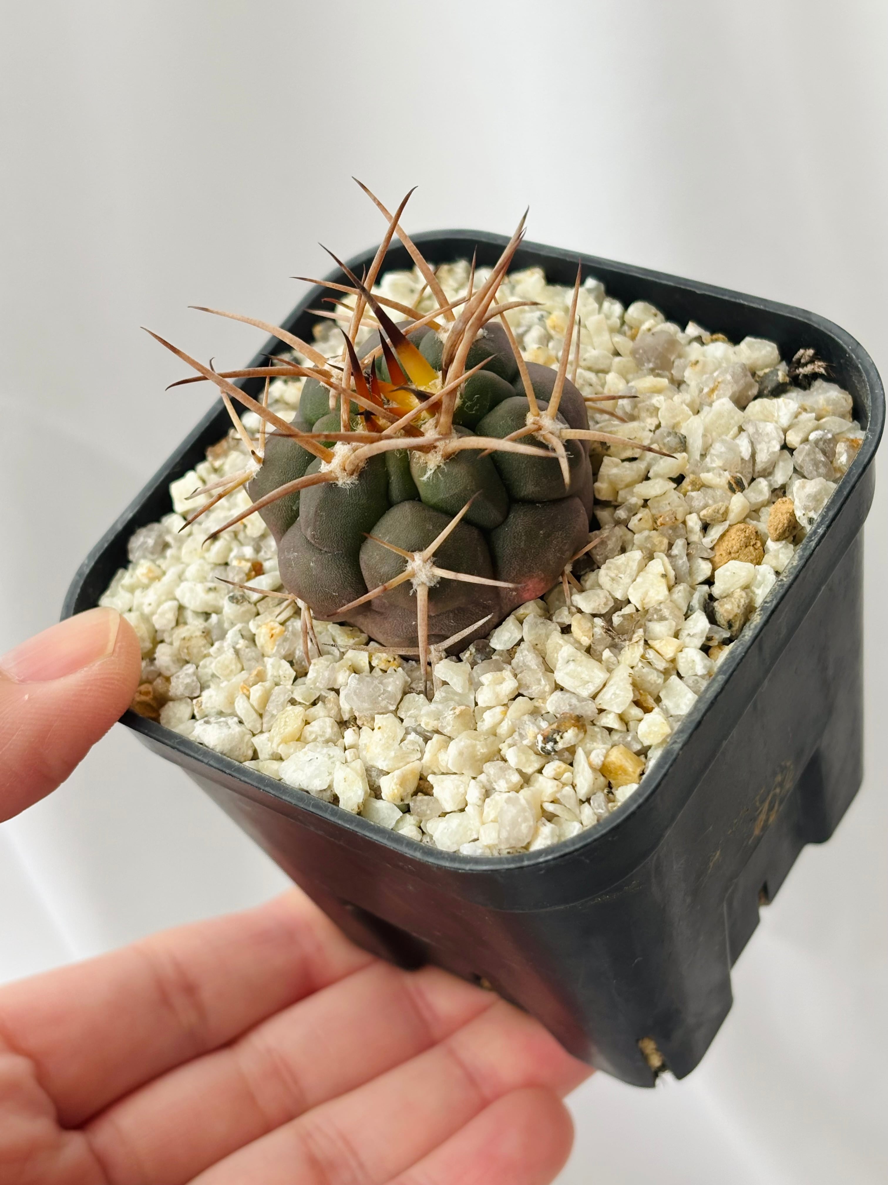 Gymnocalycium mazanense ギムノカリキウム 守金魔天竜 サボテン