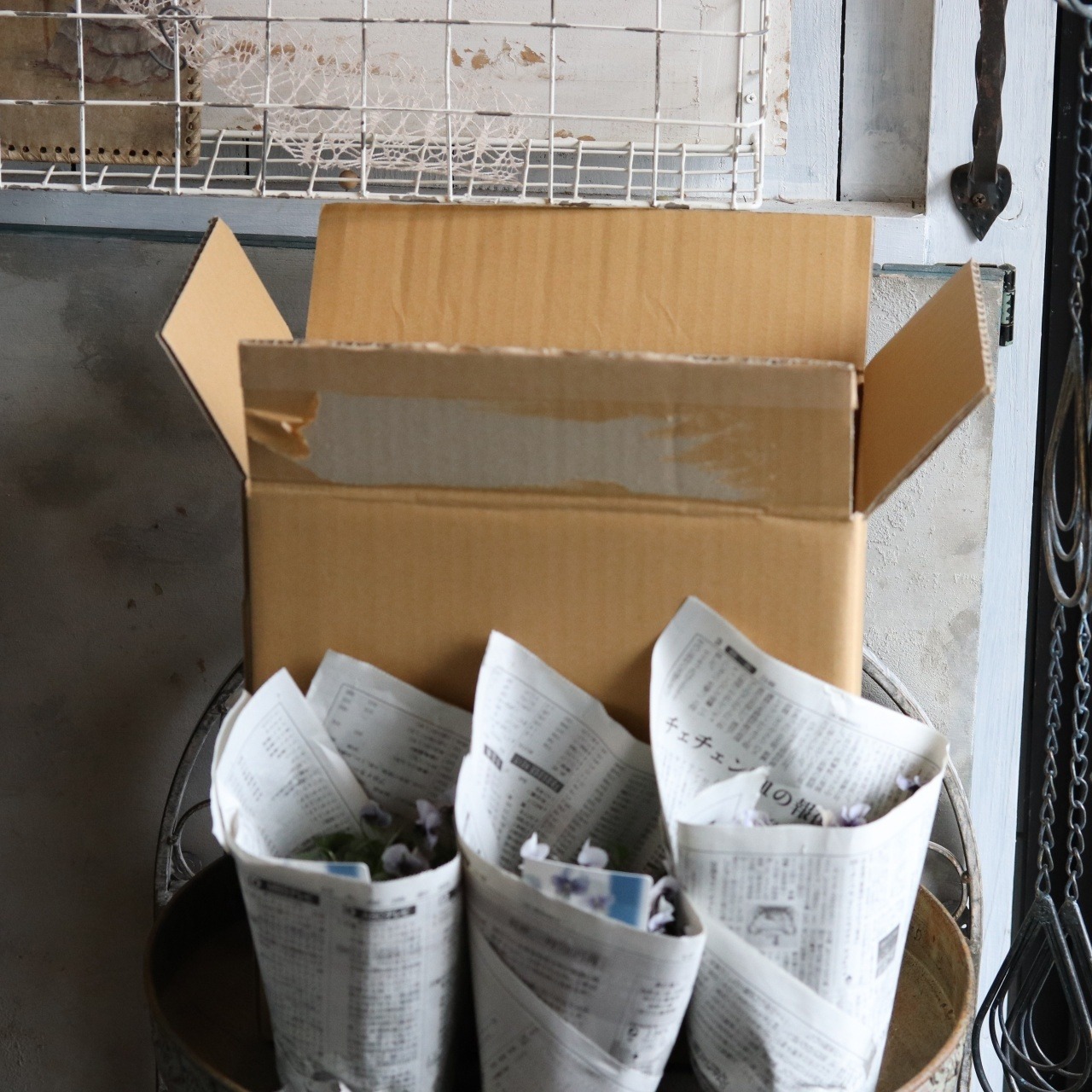 ビオラ　ティアード（ワインカラー系）冬から春にオススメのお花　よく咲く　シャビーシックにおすすめ