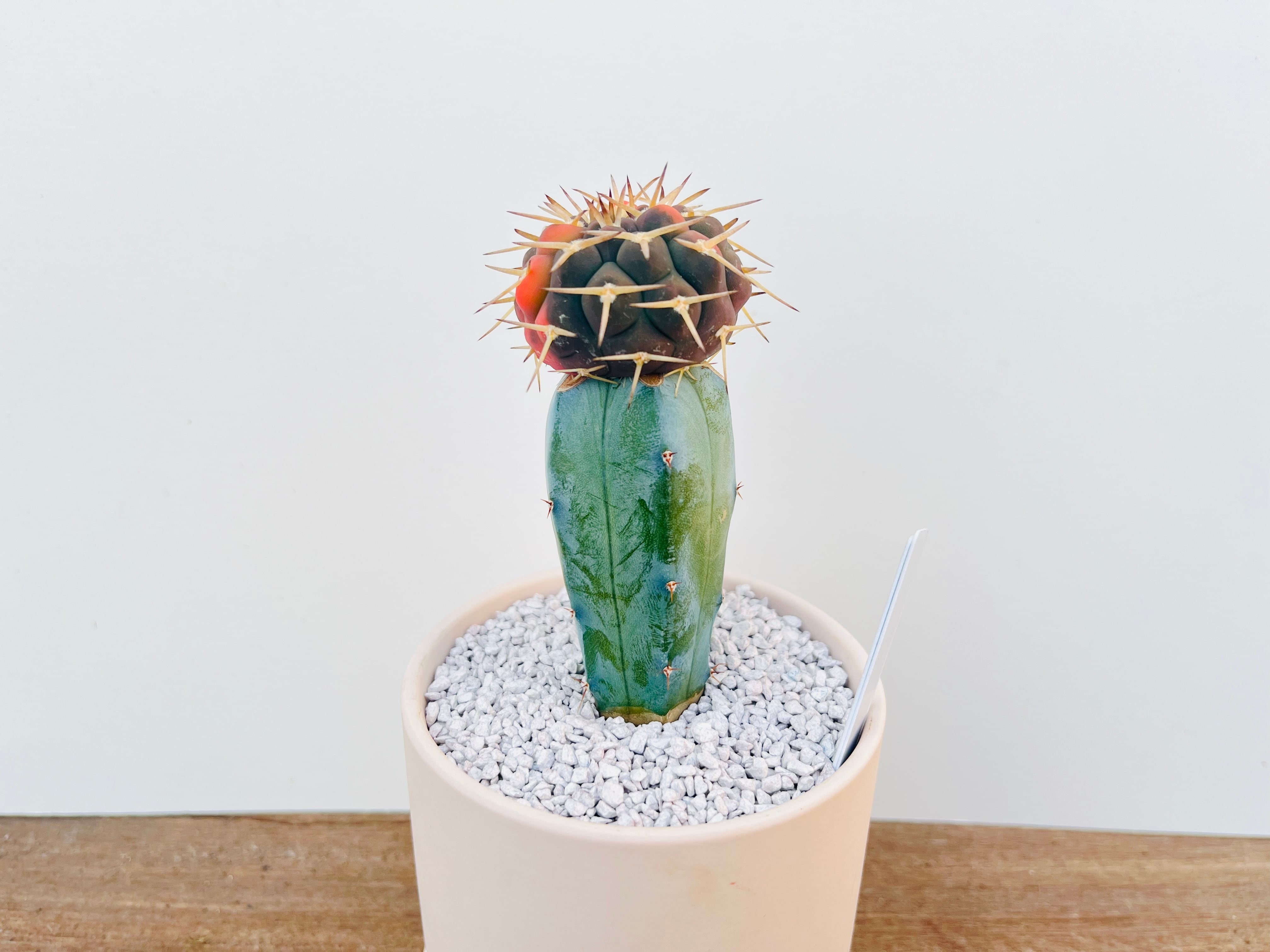 サボテン9 斗鷲玉錦 ギムノカリキウム 斗鷲玉 | 叢 – くさむら –