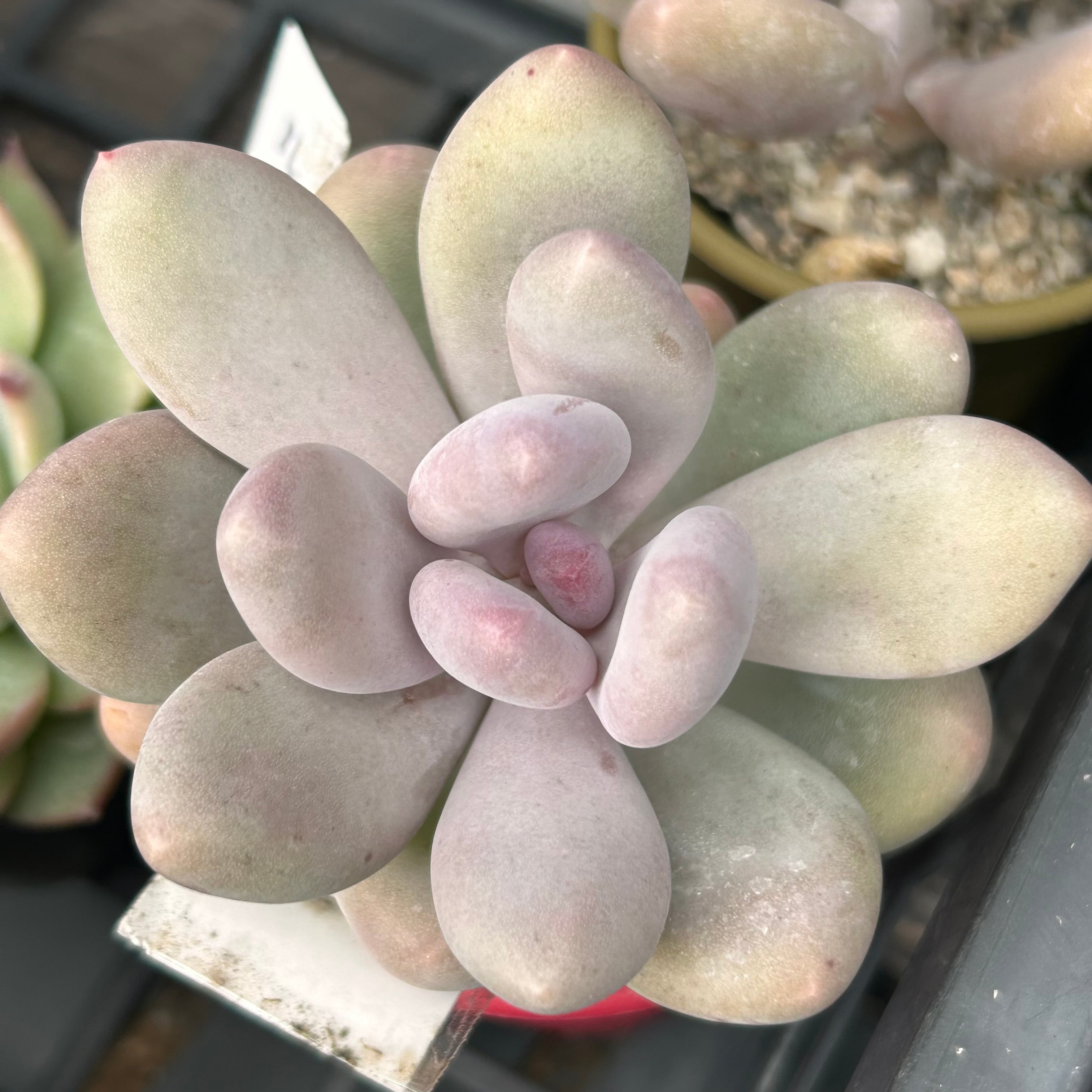 星美人 | RuPo 多肉植物専門店