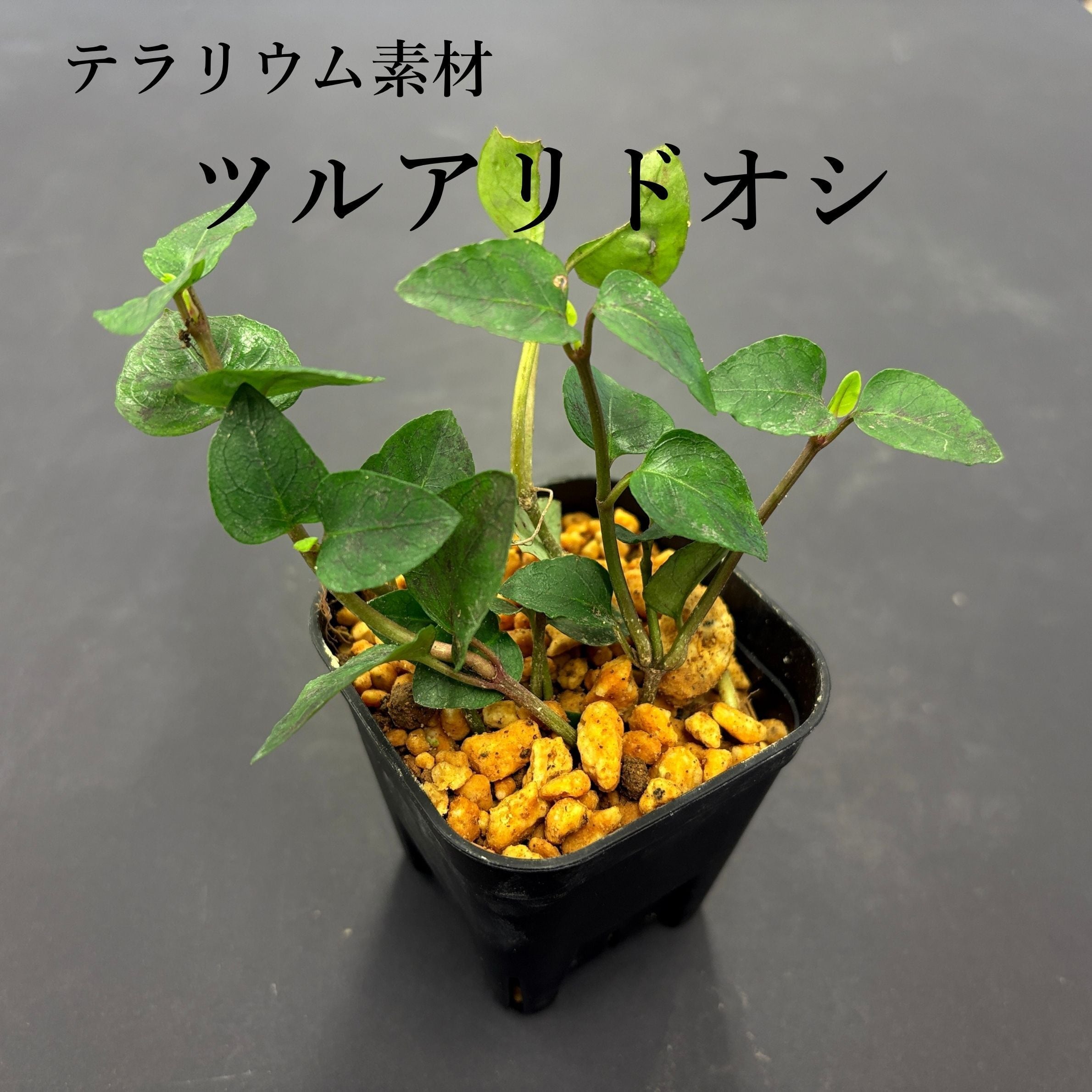 山野草 | 苔テラリウム専門ショップ道草