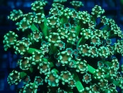 SelectionBaliShip Alveopora From Makassar GreenStem