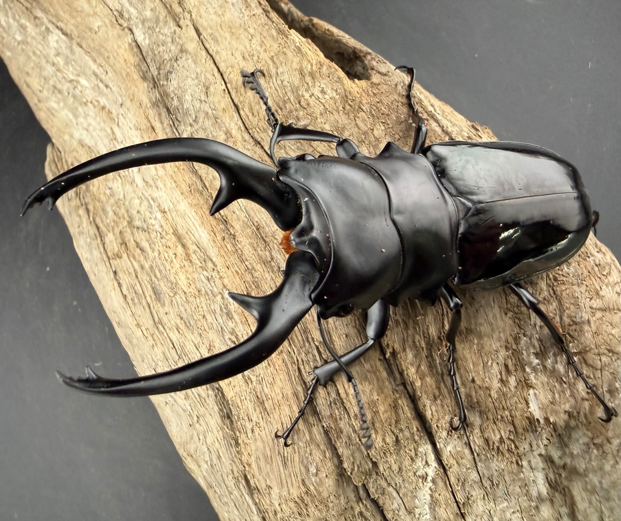 【WD】《インターメディアツヤクワガタ ネグロス島 95mm ペア》