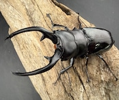 【WD】《インターメディアツヤクワガタ ネグロス島 95mm ペア》