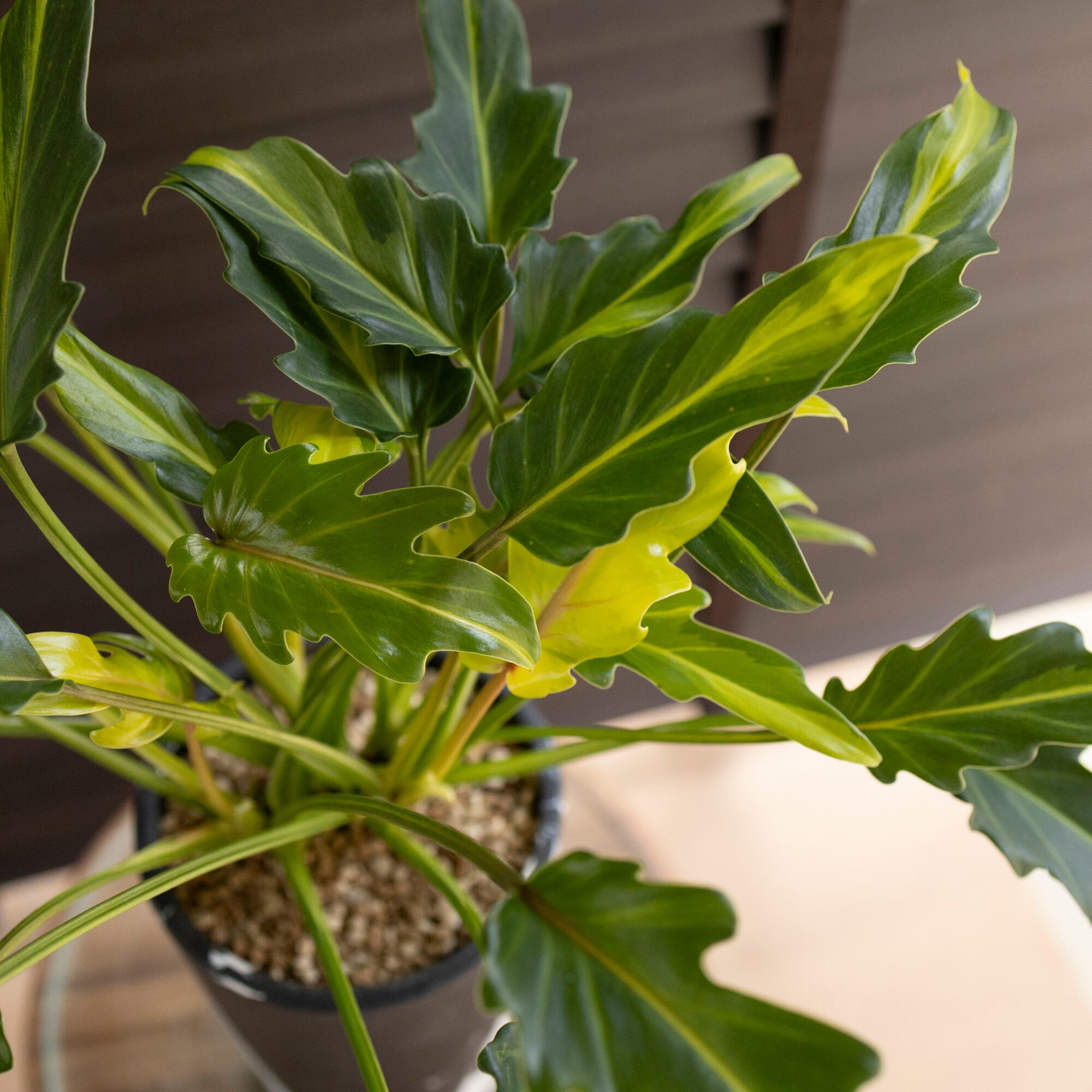 斑入り クッカバラ ライム Philodendron Kookaburra フィロデンドロン
