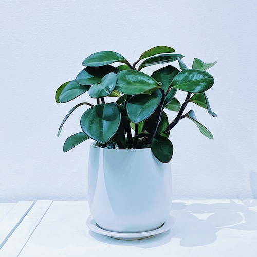 ORDER  / ペペロミア・オブツシフォリア（アオアカフチ）Peperomia obtusifolia