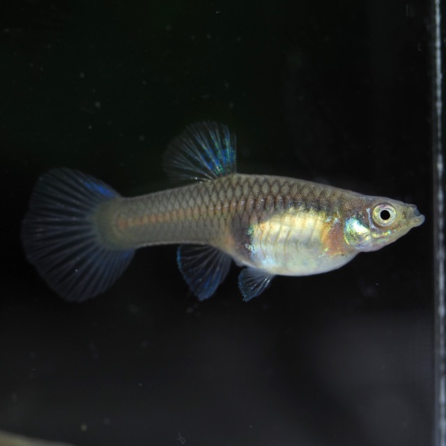 【セール】メタルシルバーブルーレースビッグドーサル　2ペア