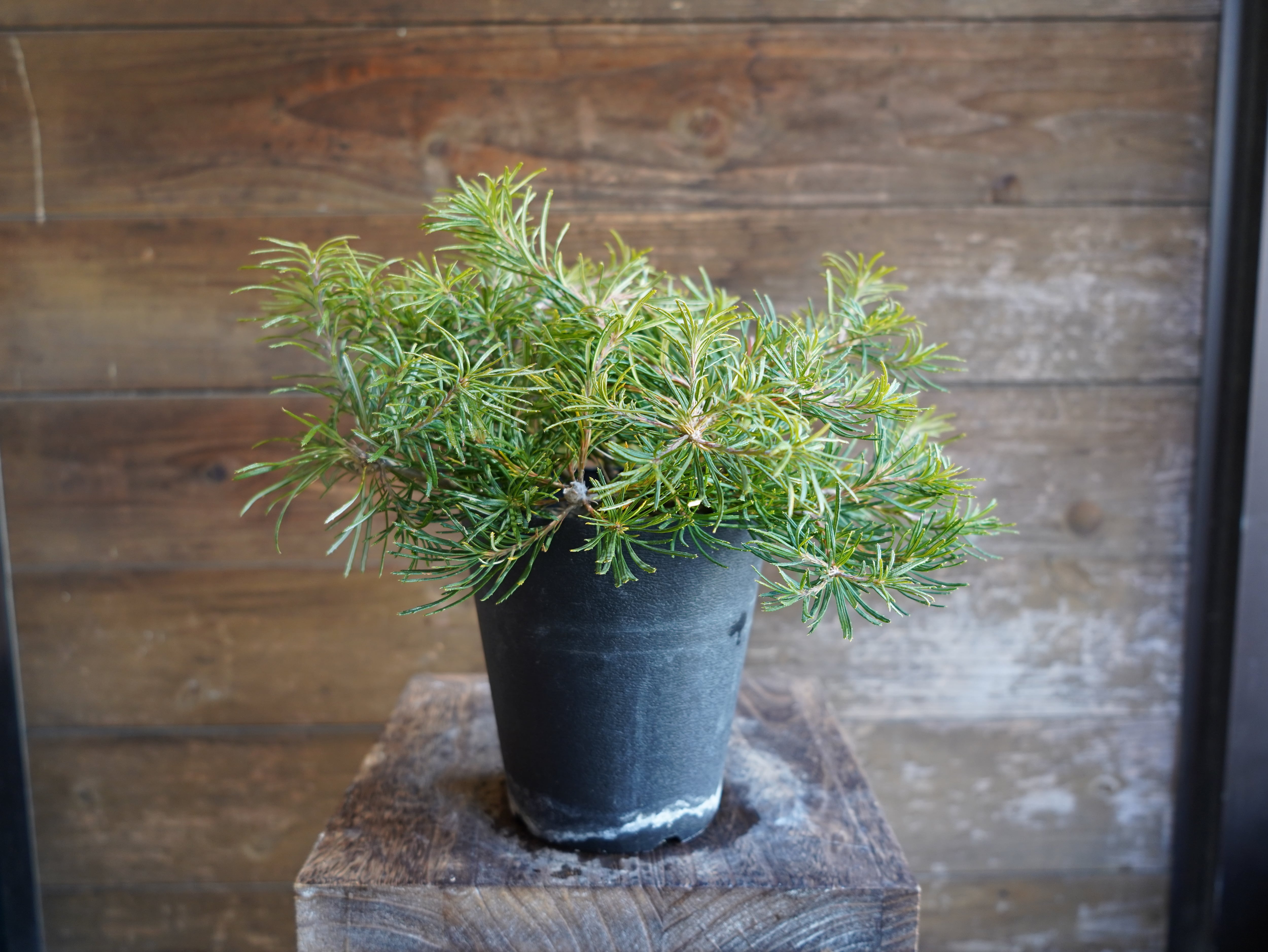 【現物】バンクシア ”バースデーキャンドル” A