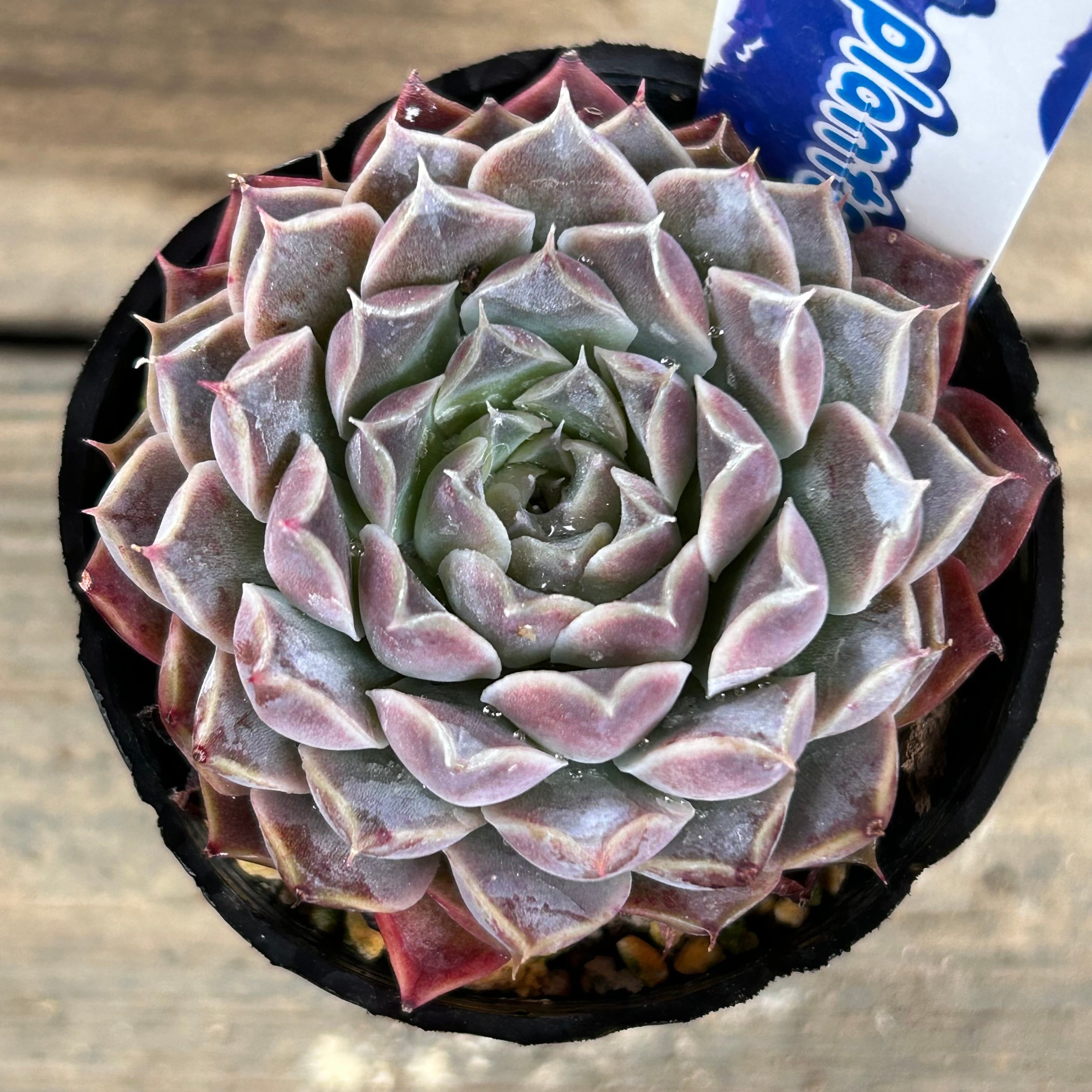 ギロ | RuPo 多肉植物専門店