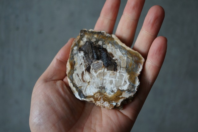 マダガスカル産ペトリファイドウッド Araucarioxylon 1172