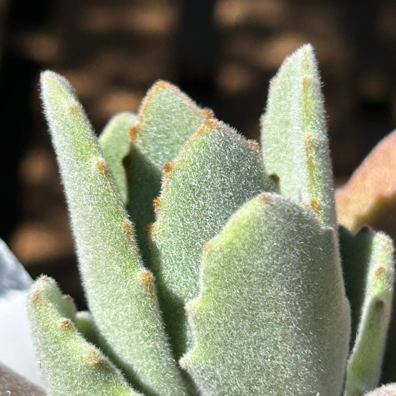 専用‼︎ 多肉植物^o^  月の光 月の光 | RuPo 多肉植物専門店