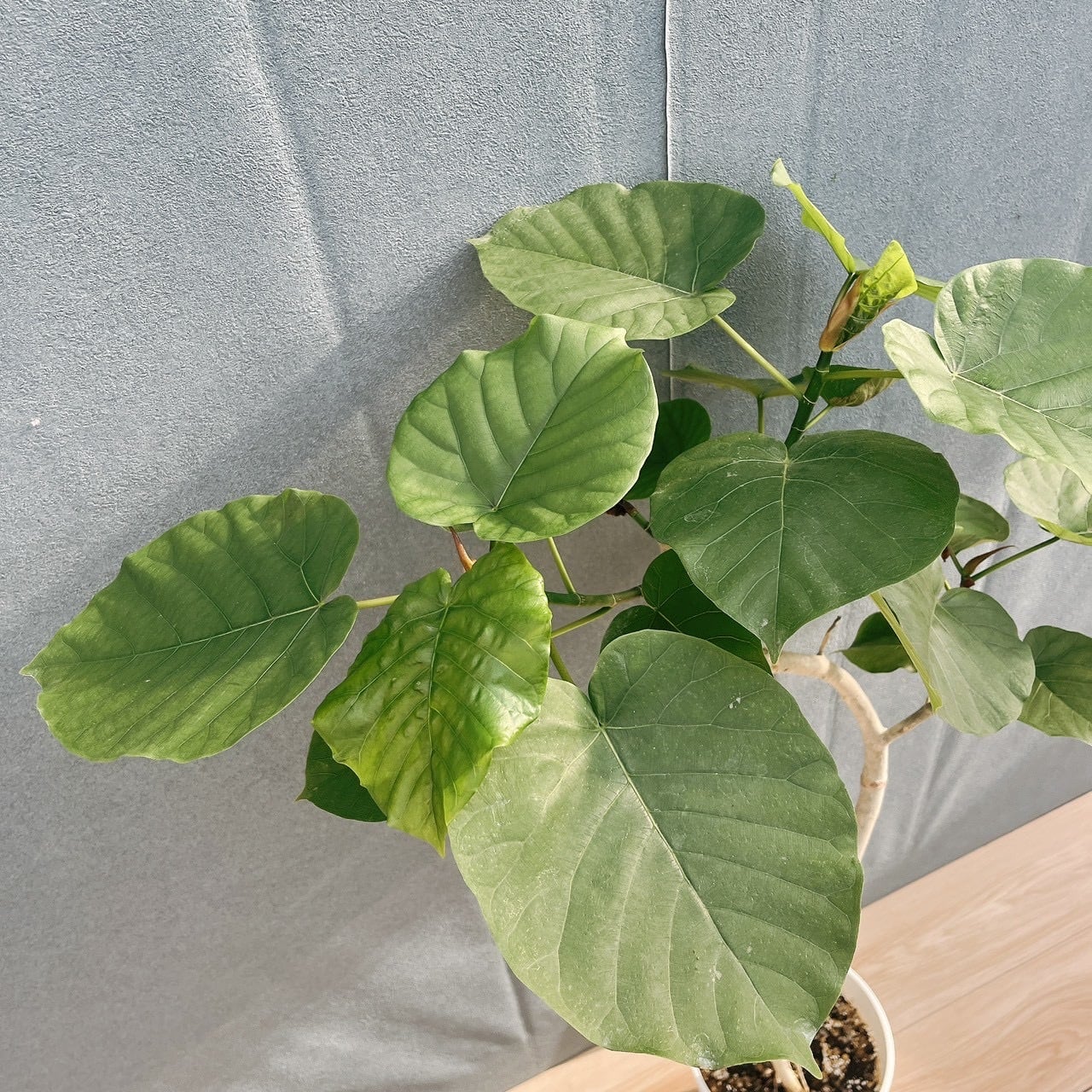 ［現品］19番　フィカス　ウンベラータ　曲がり　7号　観葉植物　室内　ゴムの木 現品］19番 フィカス ウンベラータ 曲がり 7号 観葉植物 室内 ゴムの木