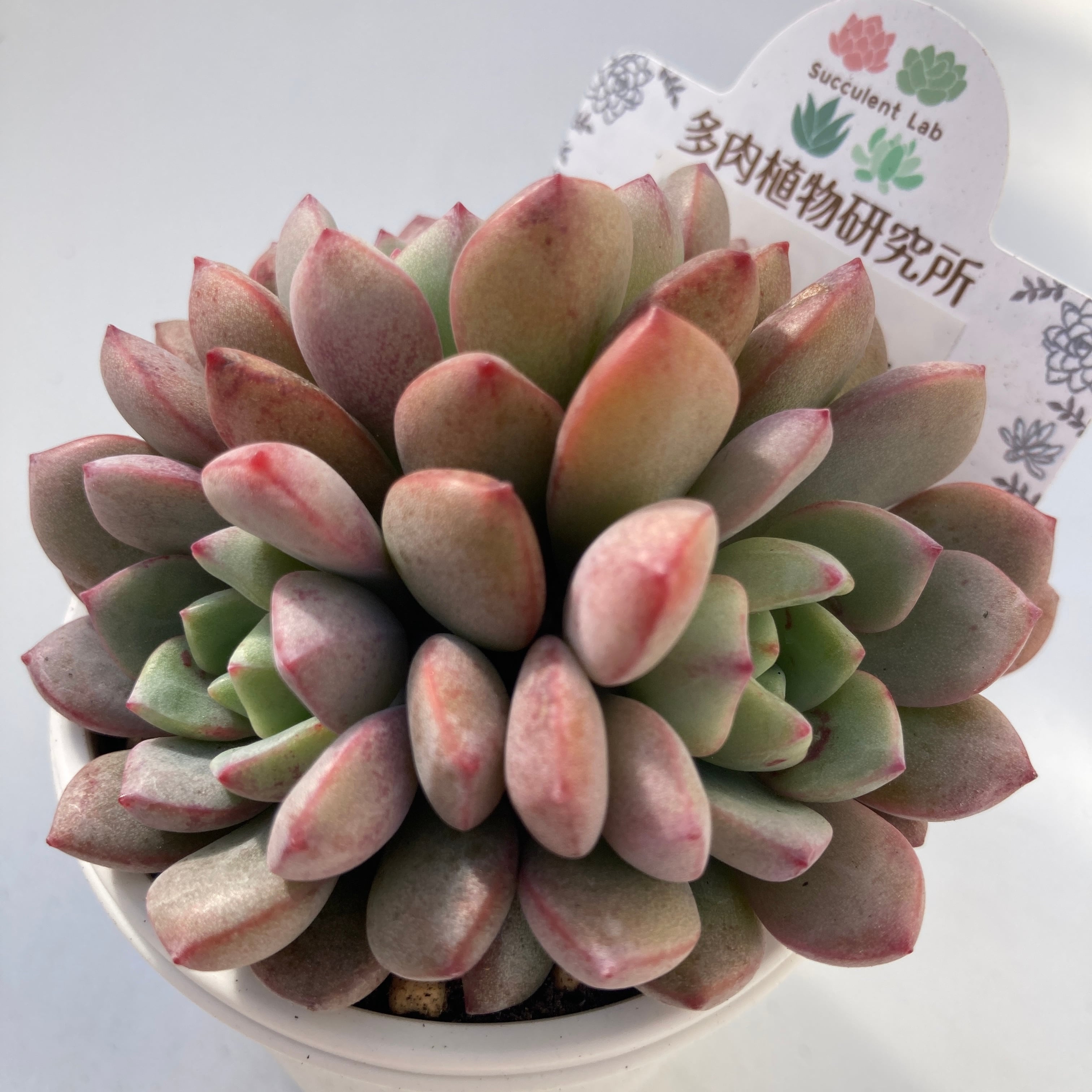 ラウリナ 多肉植物 20518_1.jpg