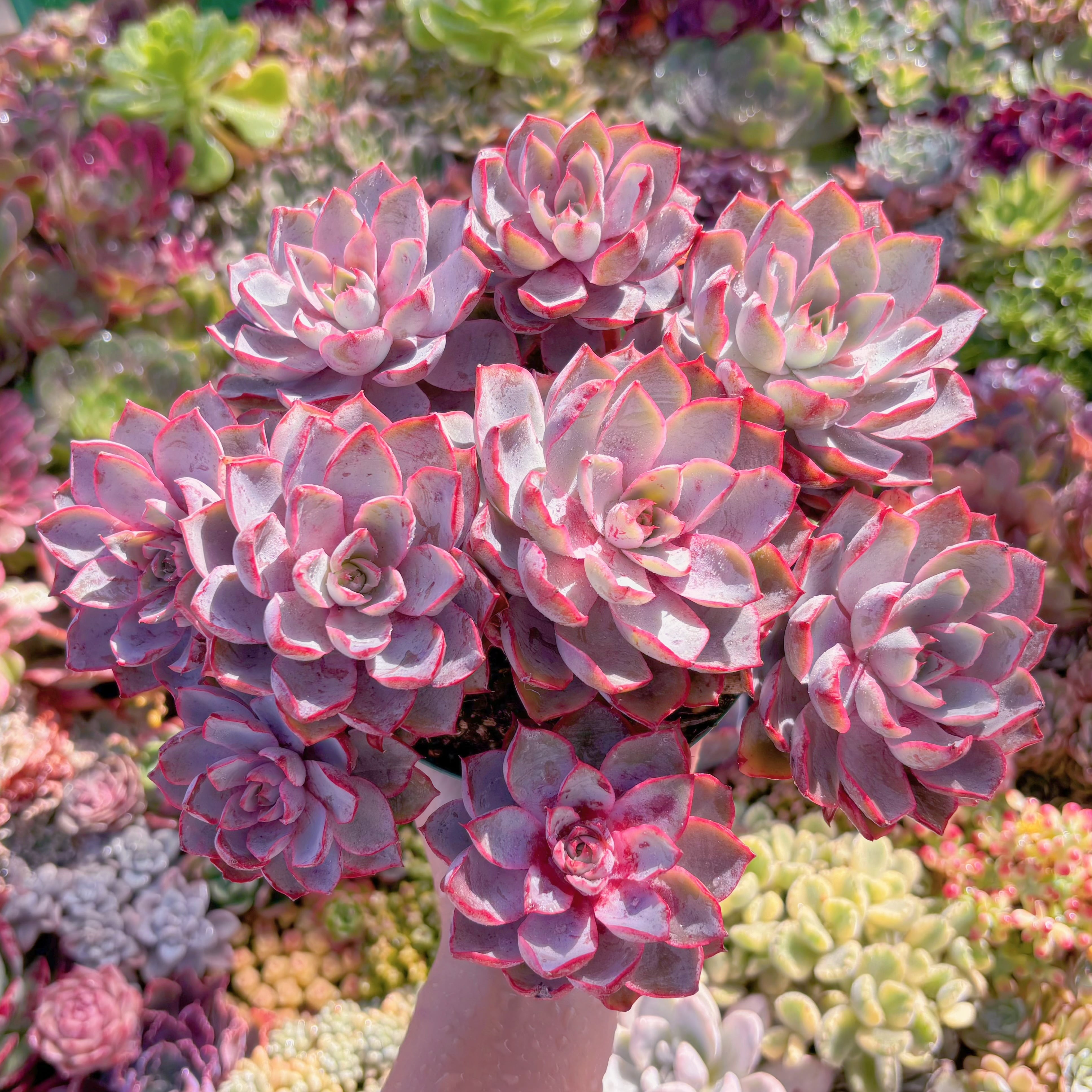 現品　ヘラ#F027　特大群生　新入荷　るる農園