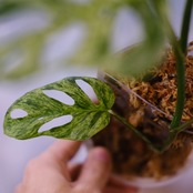 Monstera adansonii Mottled / モンステラ アダンソニー ミント⑧ / 観葉植物<育て方・花言葉>